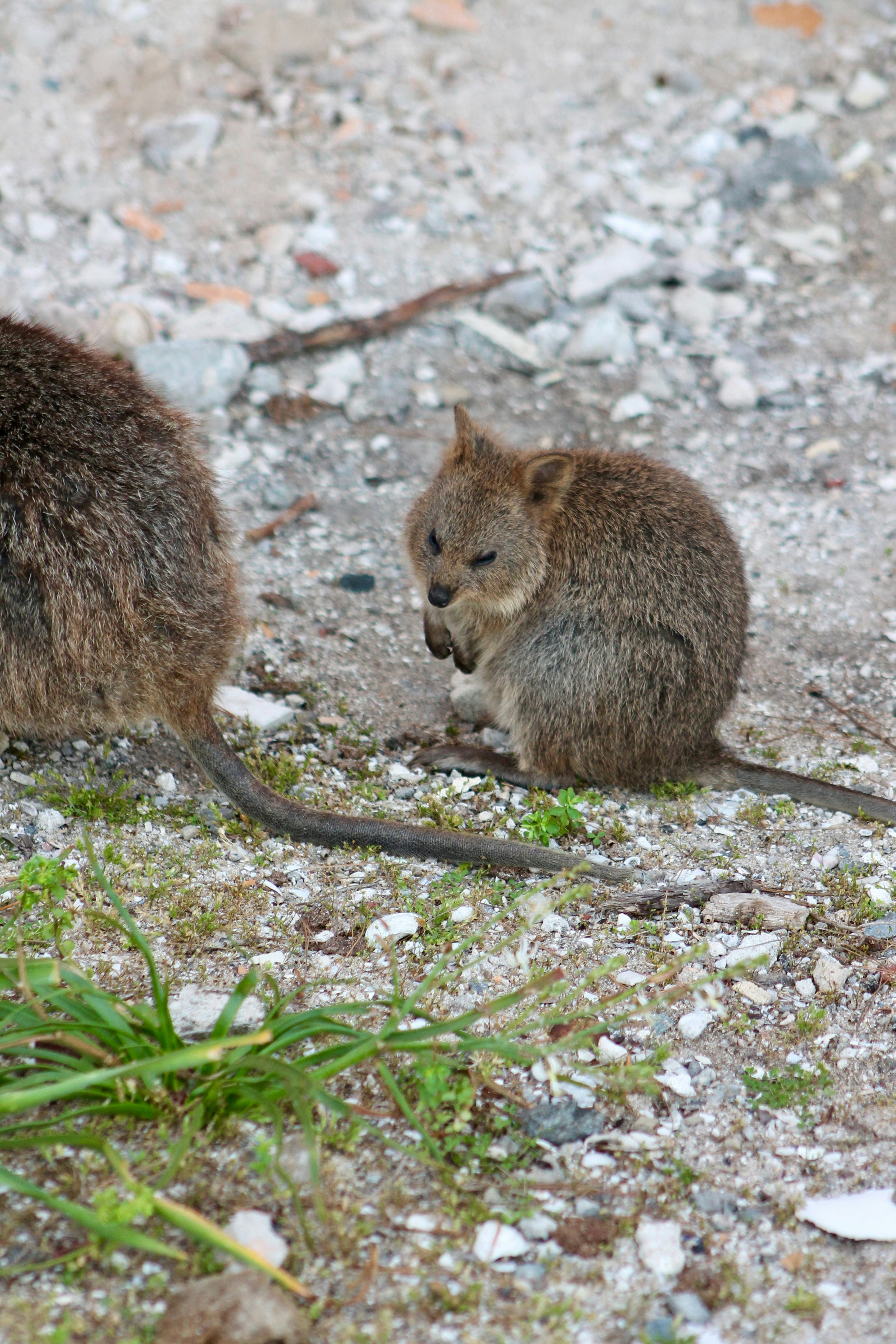 A small quokka sits on the ground.