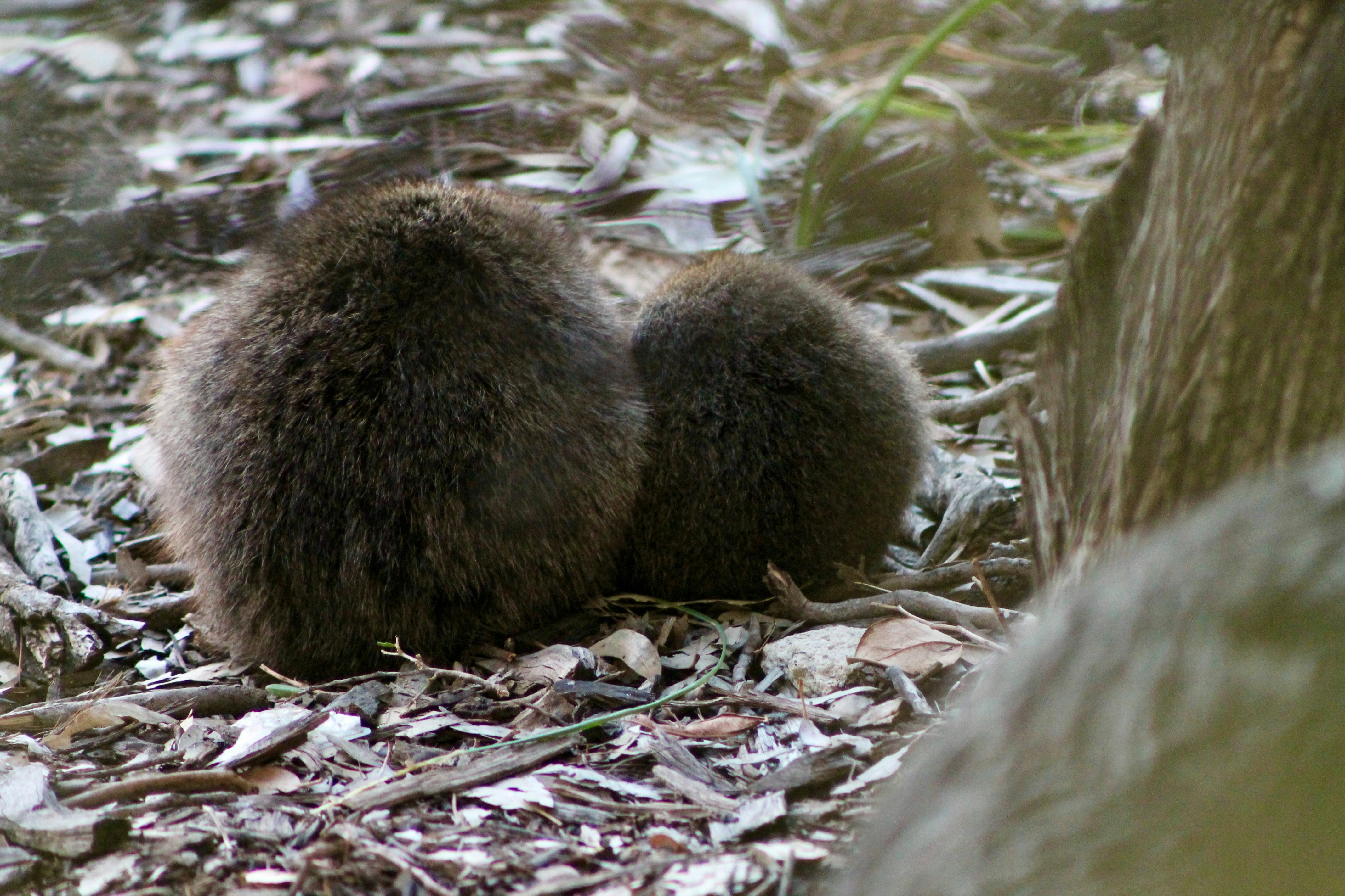 Two fluffy brown kiwi chicks on forest floor