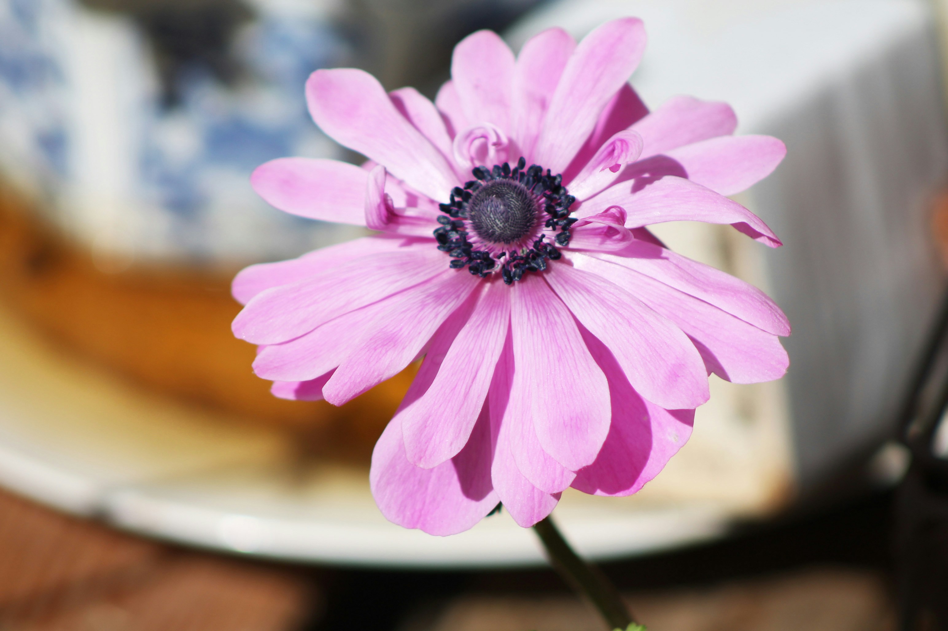 A single pink anemone flower with a dark center.