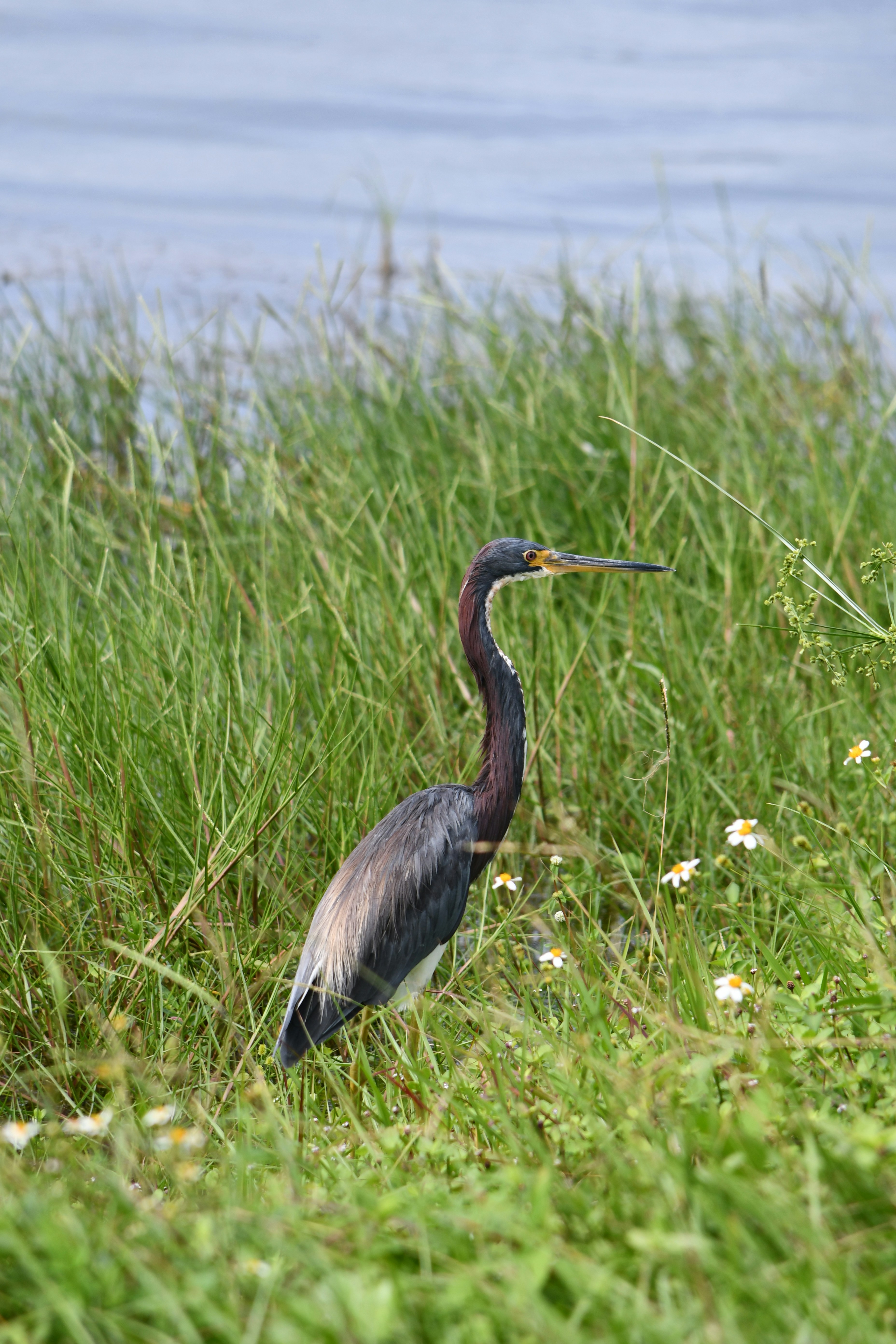 Ein dreifarbiger Reiher steht im hohen grünen Gras.