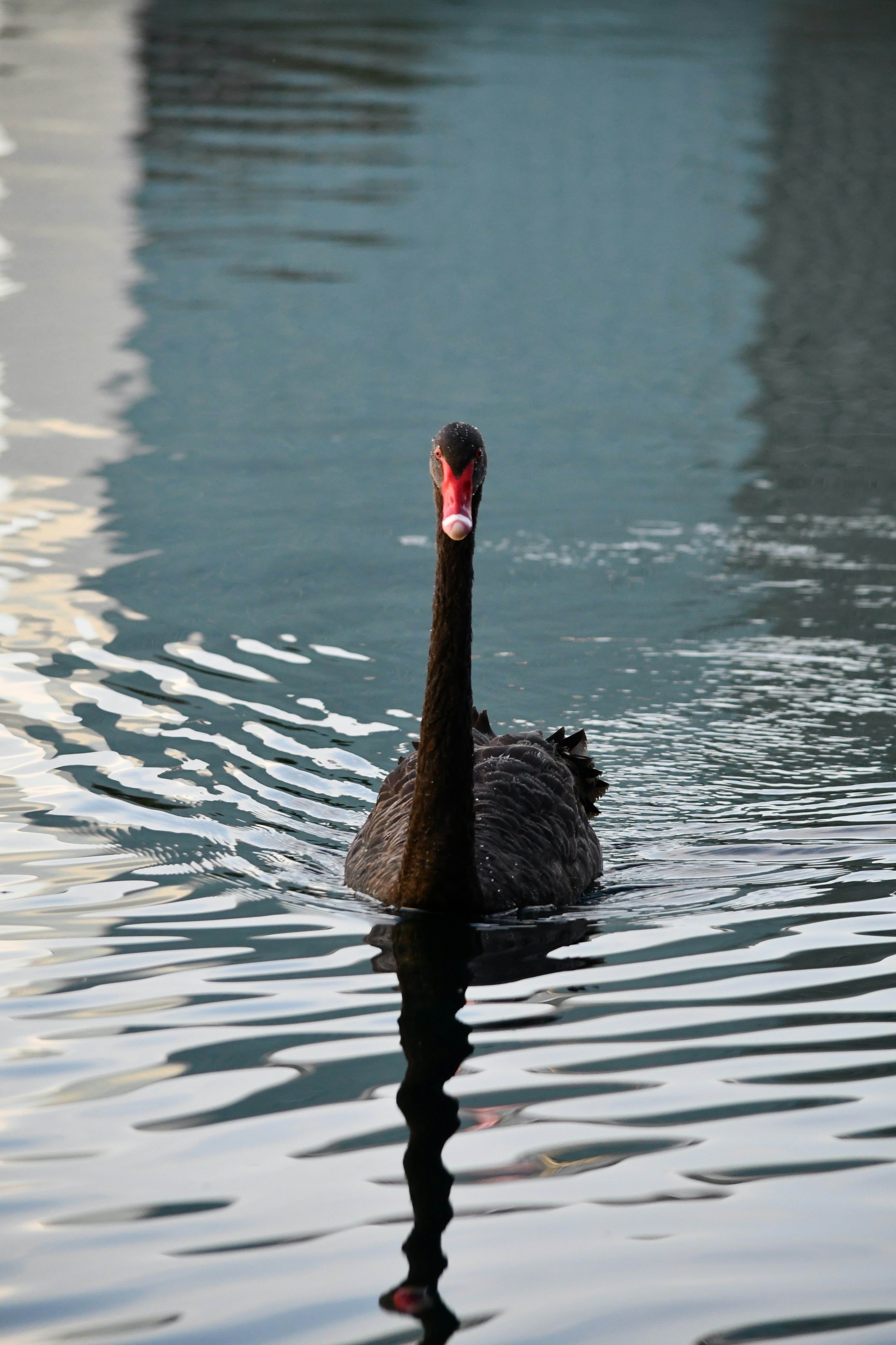 Ein schwarzer Schwan schwimmt auf plätscherndem Wasser.