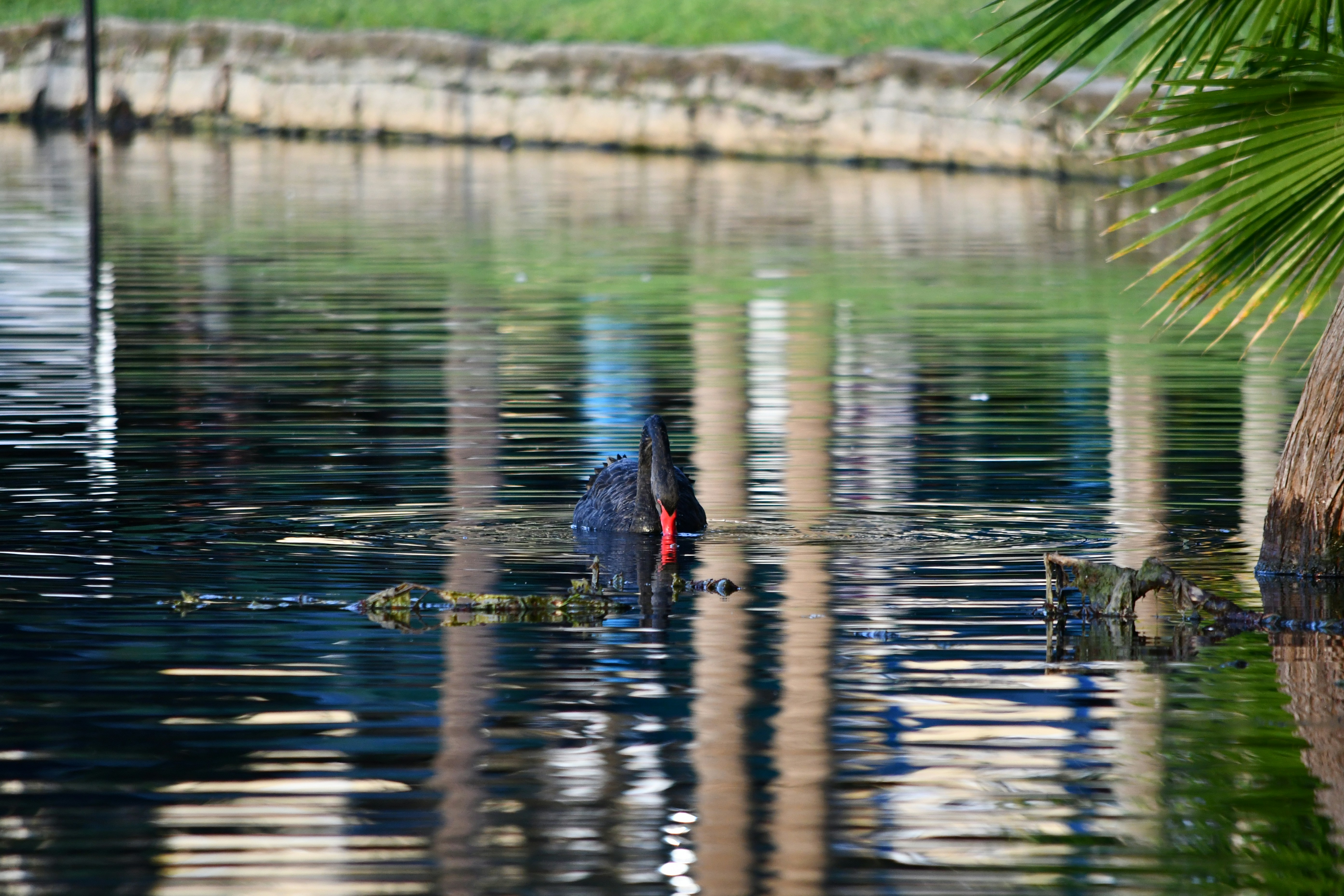 Ein violettes Sumpfhuhn taucht seinen Kopf ins Wasser.