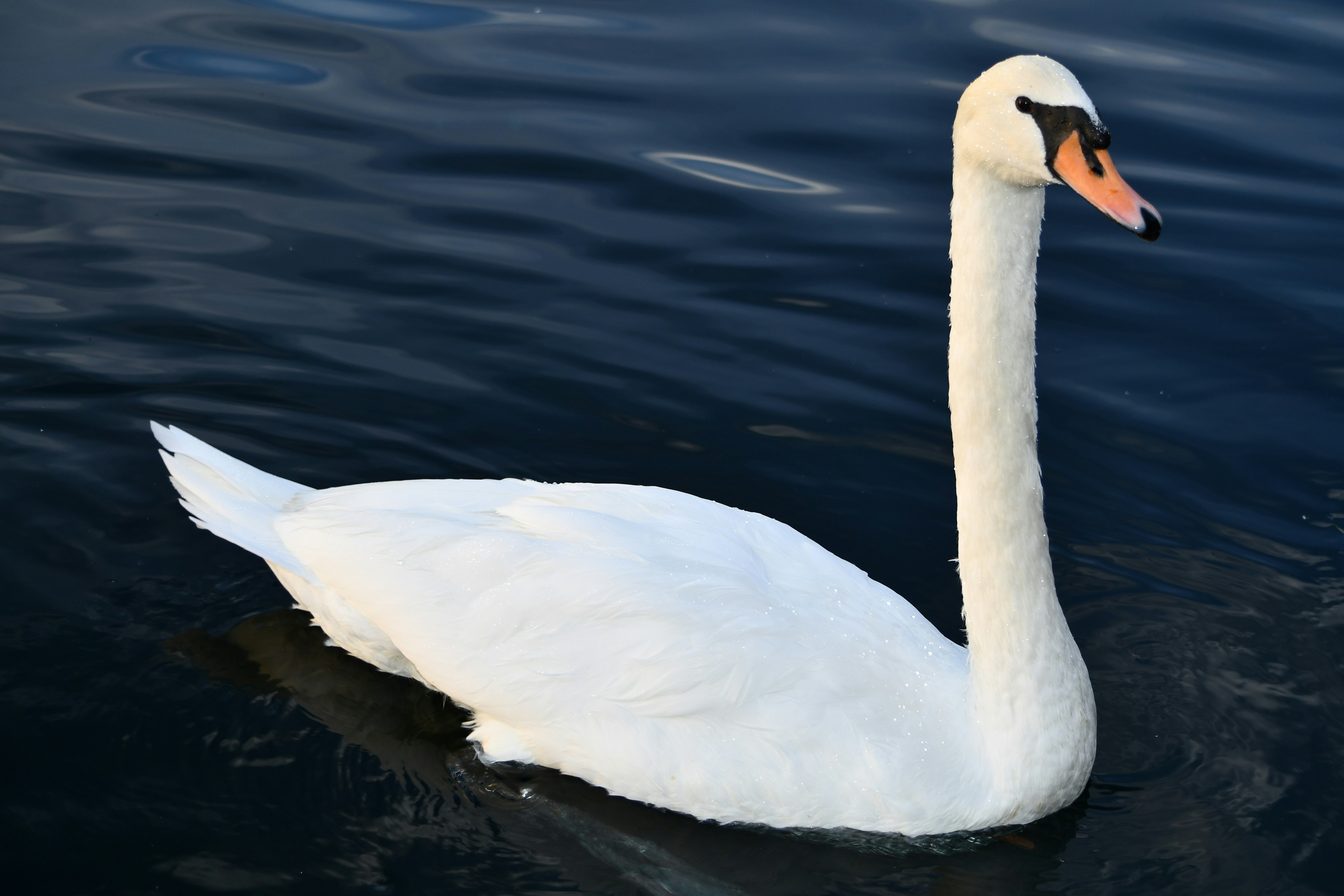 Ein weißer Schwan schwimmt auf dunkelblauem Wasser.