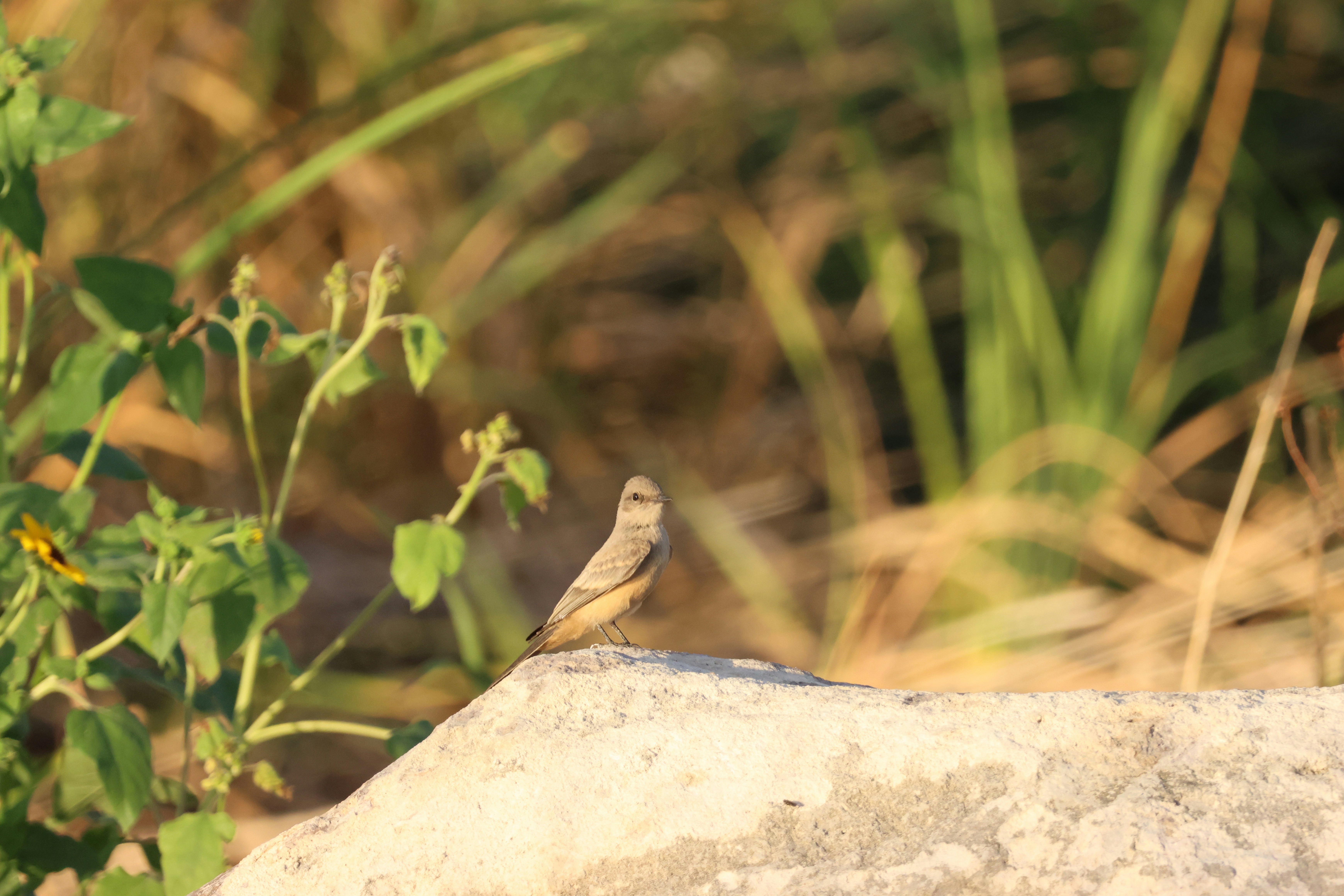 Photo by cornthechicken