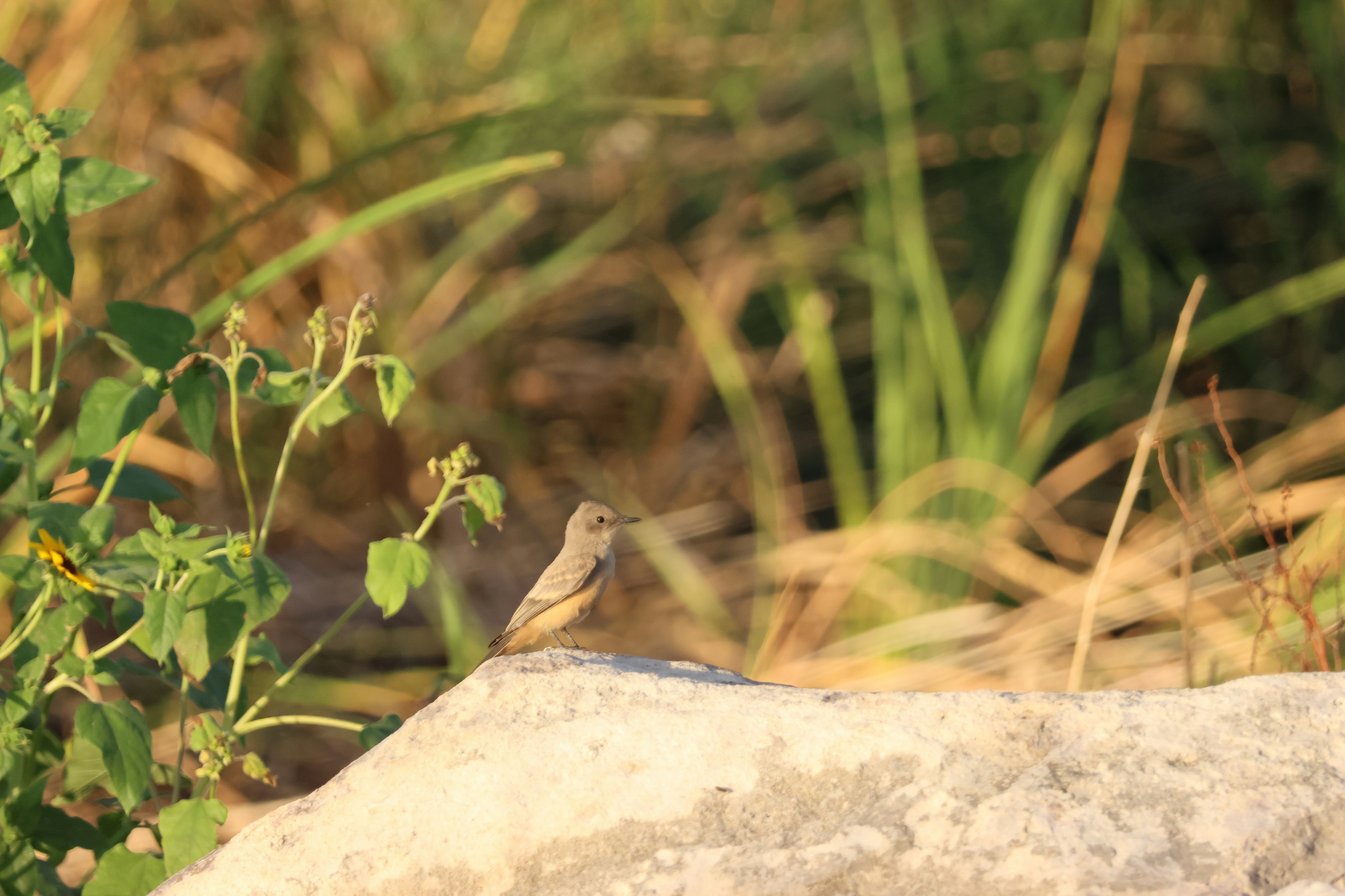 Photo by cornthechicken