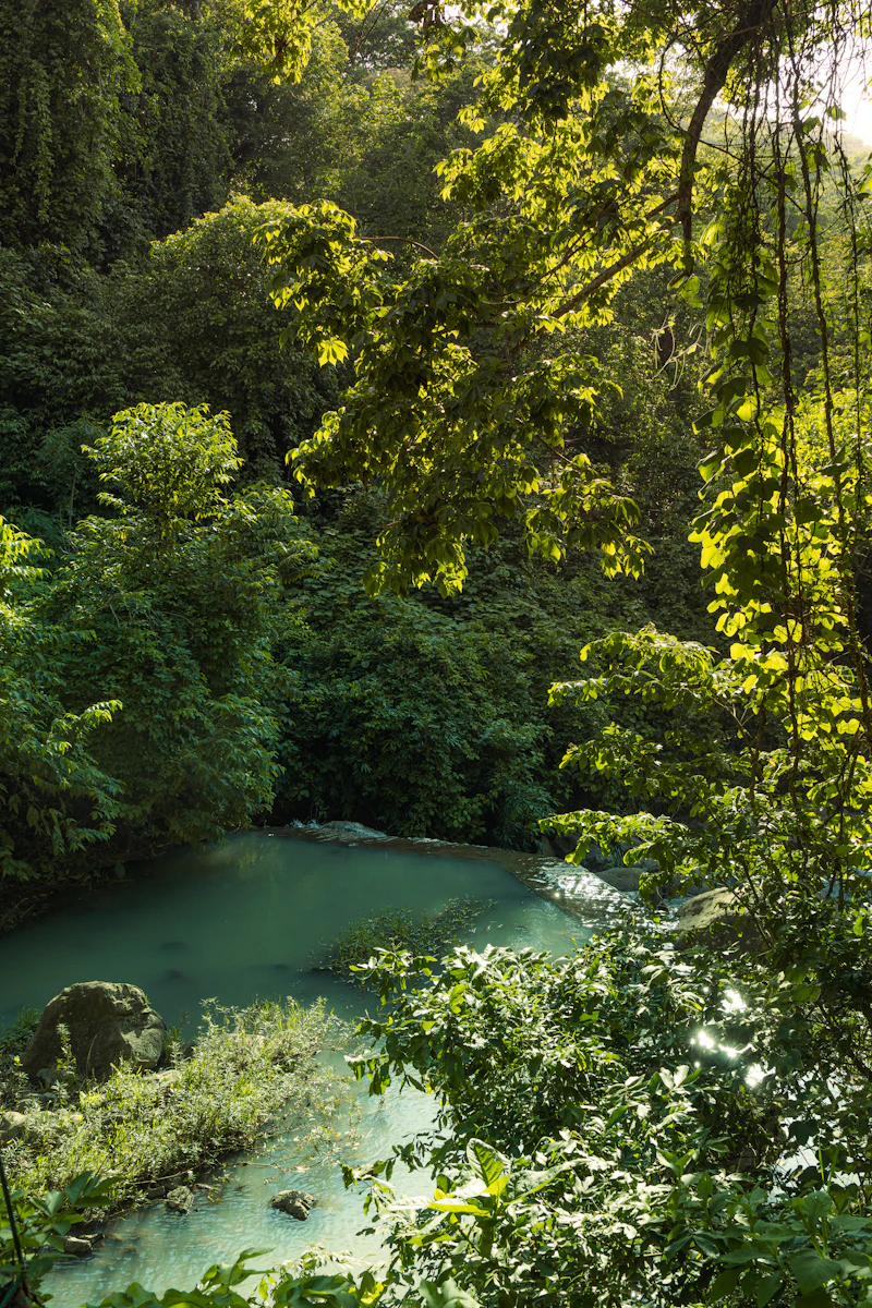 Selva verde con río turquesa