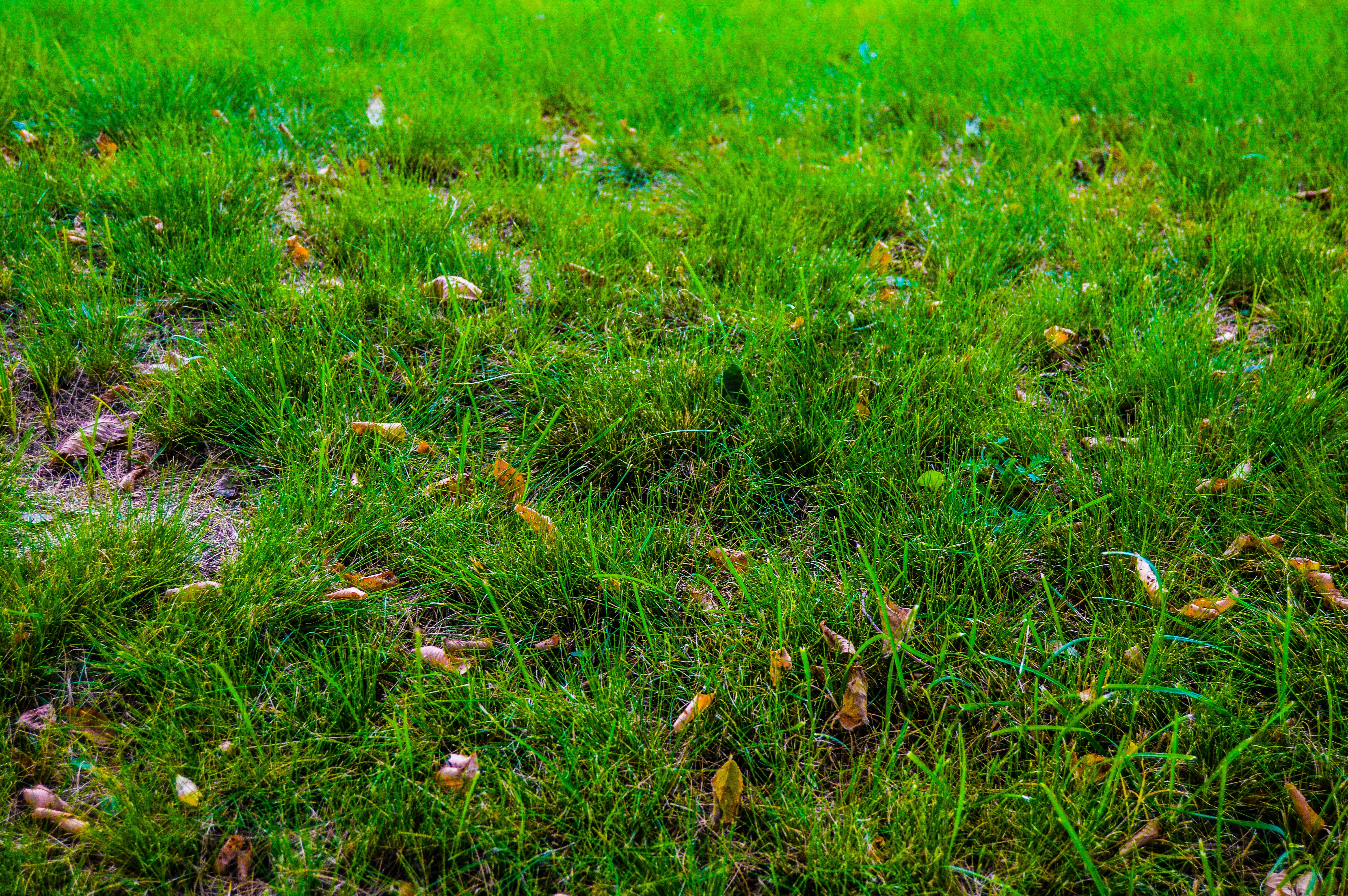 Green grass with scattered dry leaves on ground