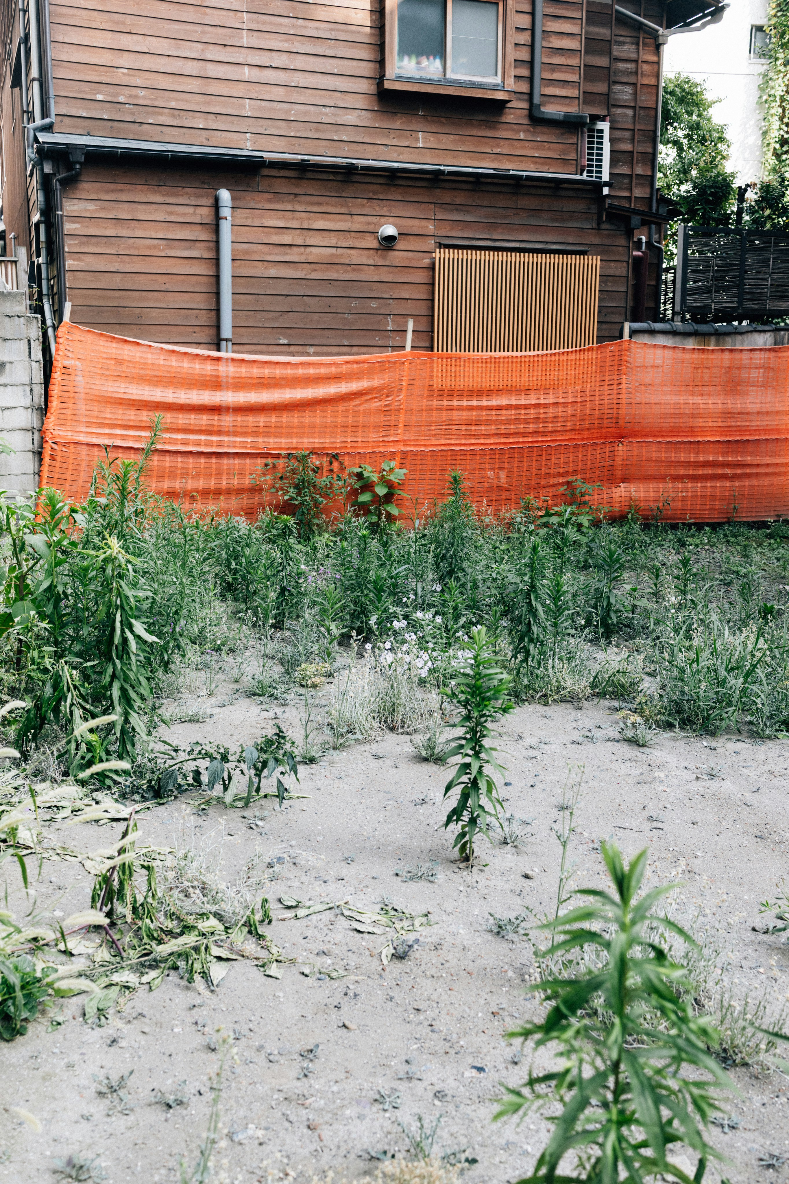 Overgrown weeds behind orange construction netting.