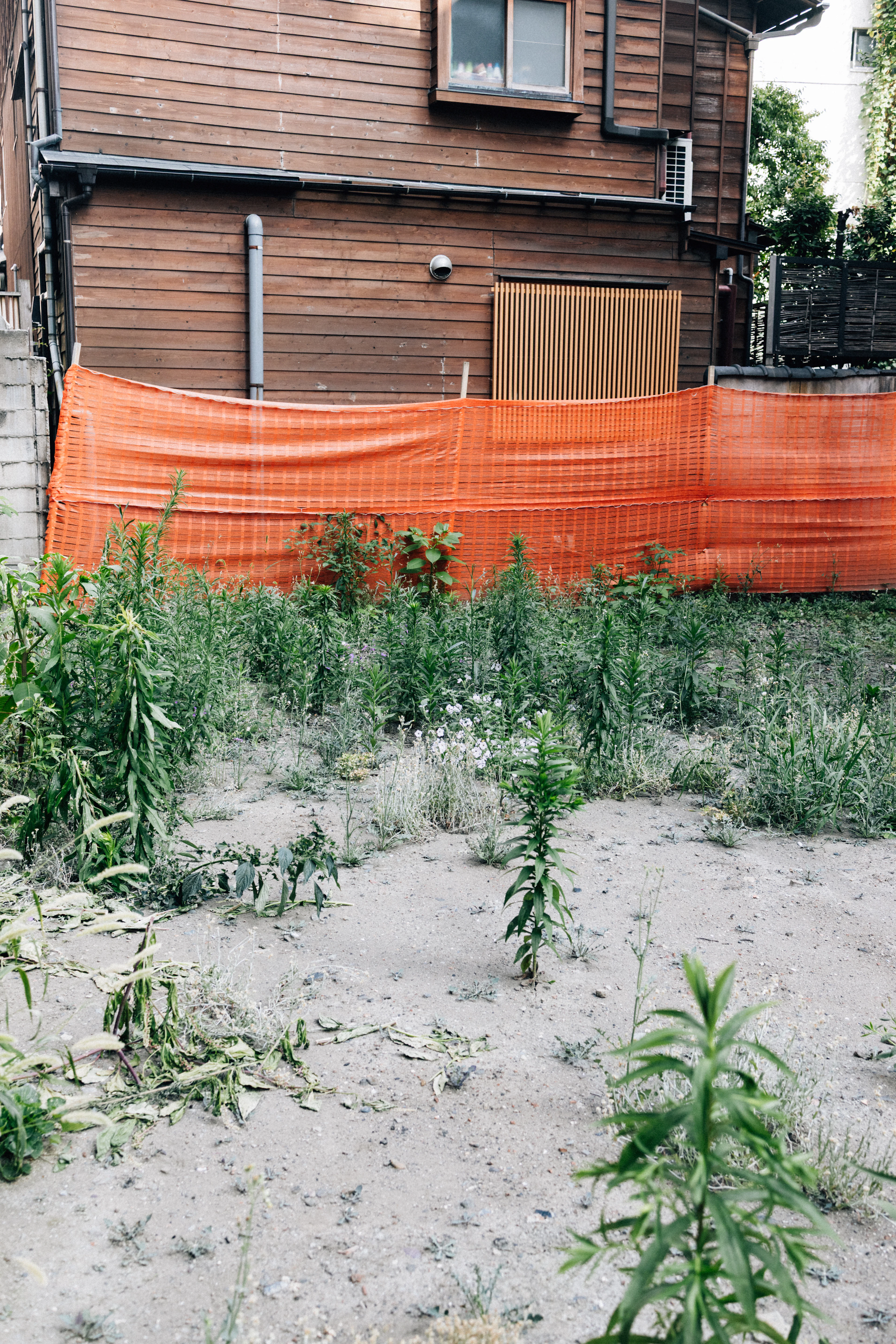 Overgrown Outdoor Area
