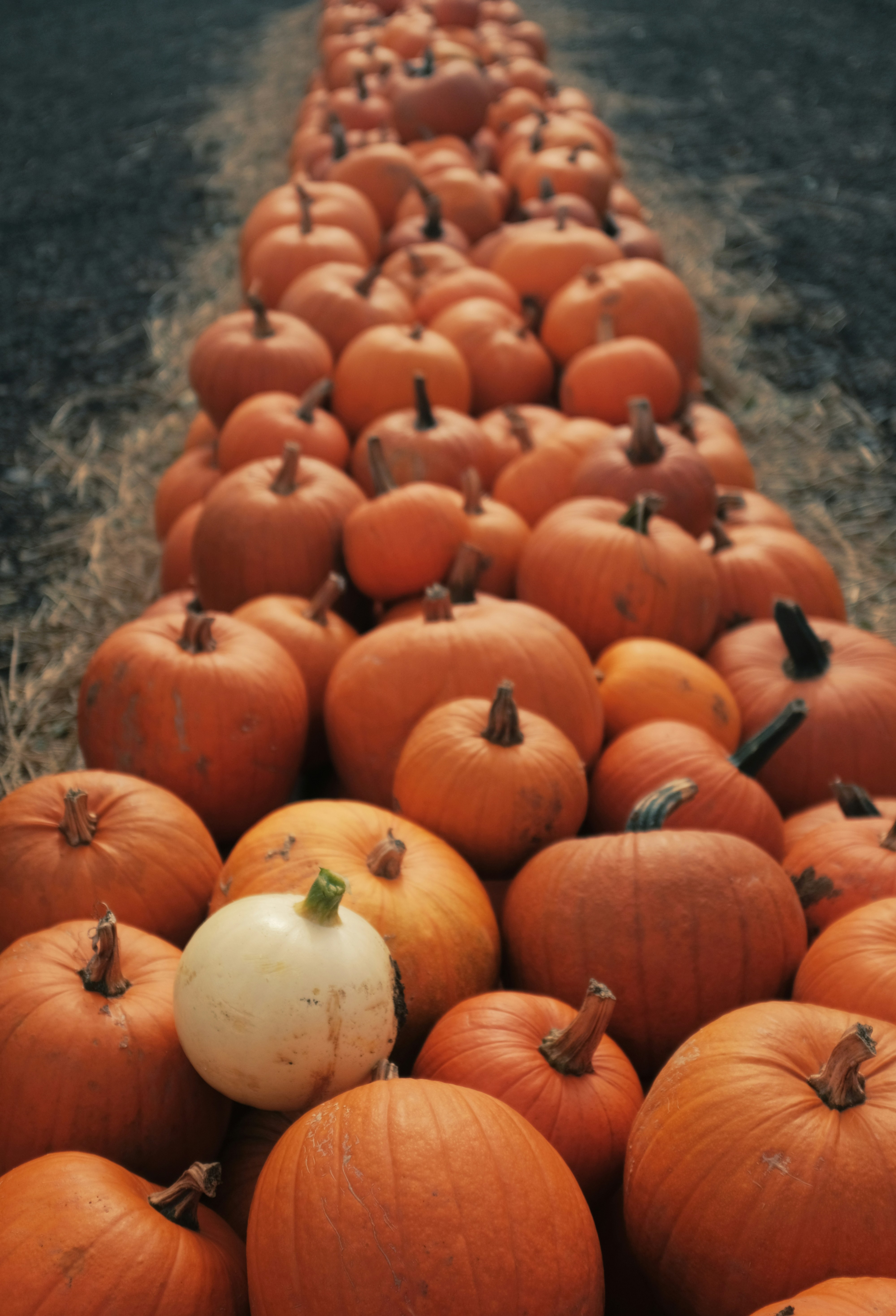 A long row of pumpkins displayed outdoors.