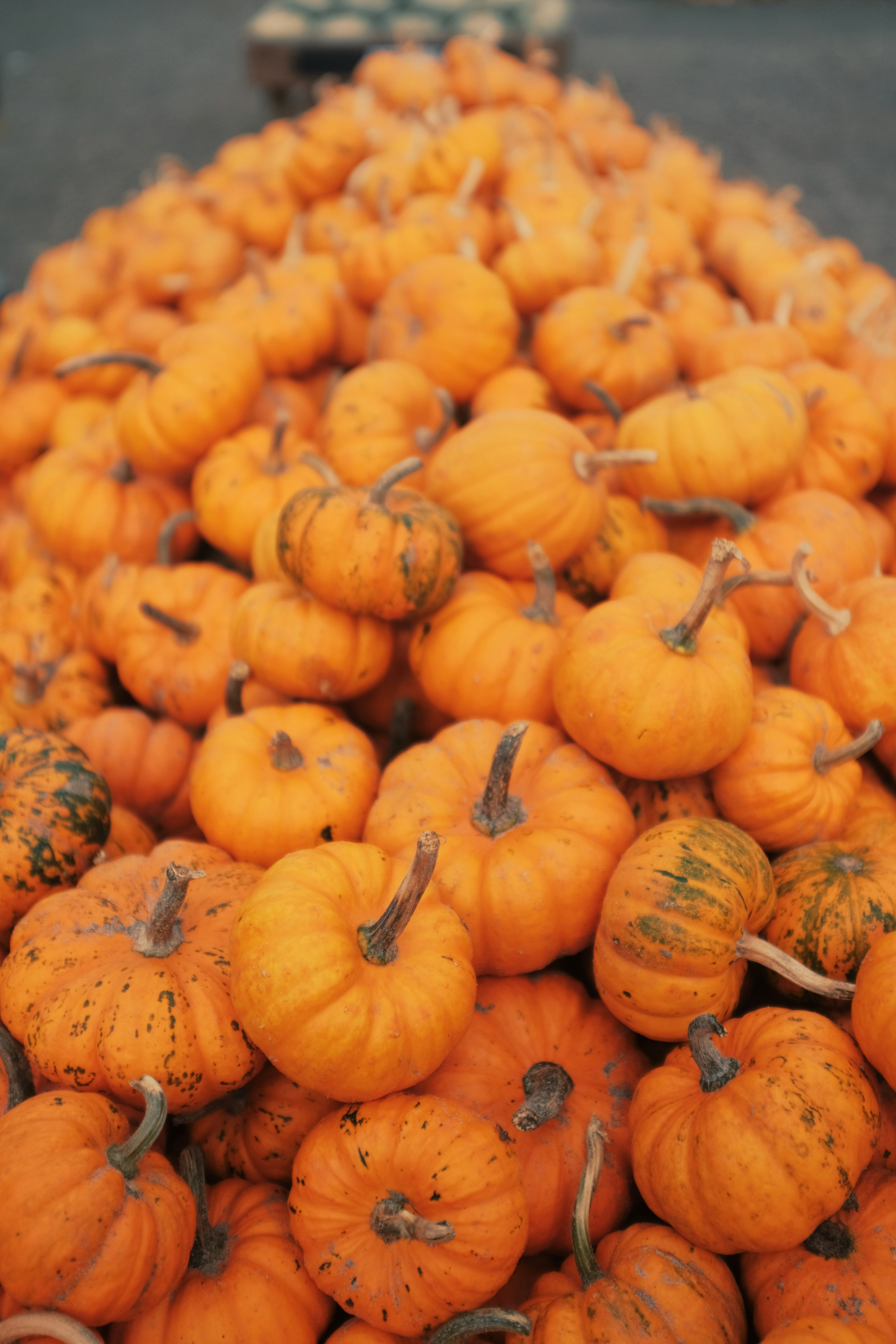 Evde Boş Oturmak Sıkıcı: Mini Aktiviteler