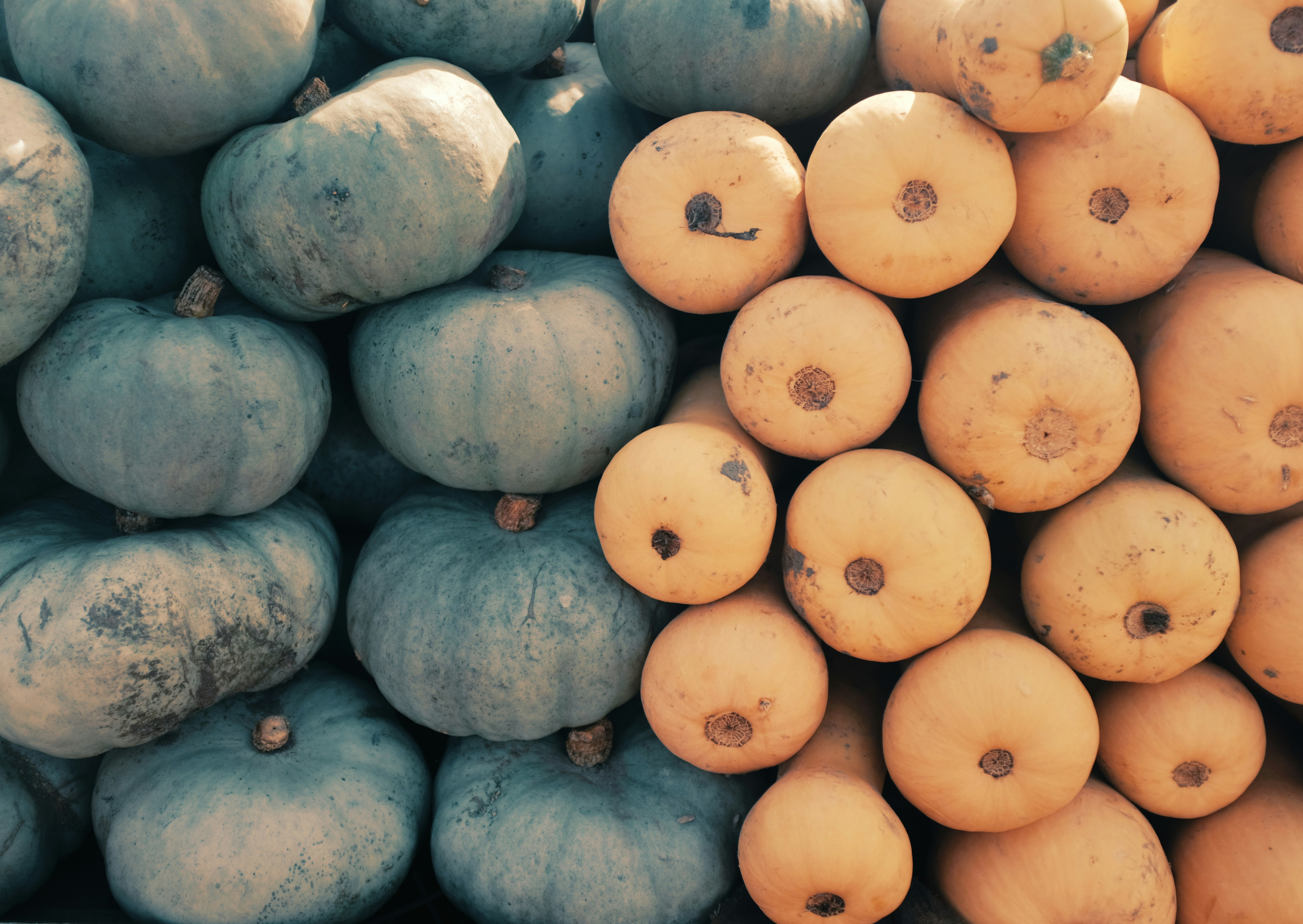 Two piles of pumpkins, blue and orange.