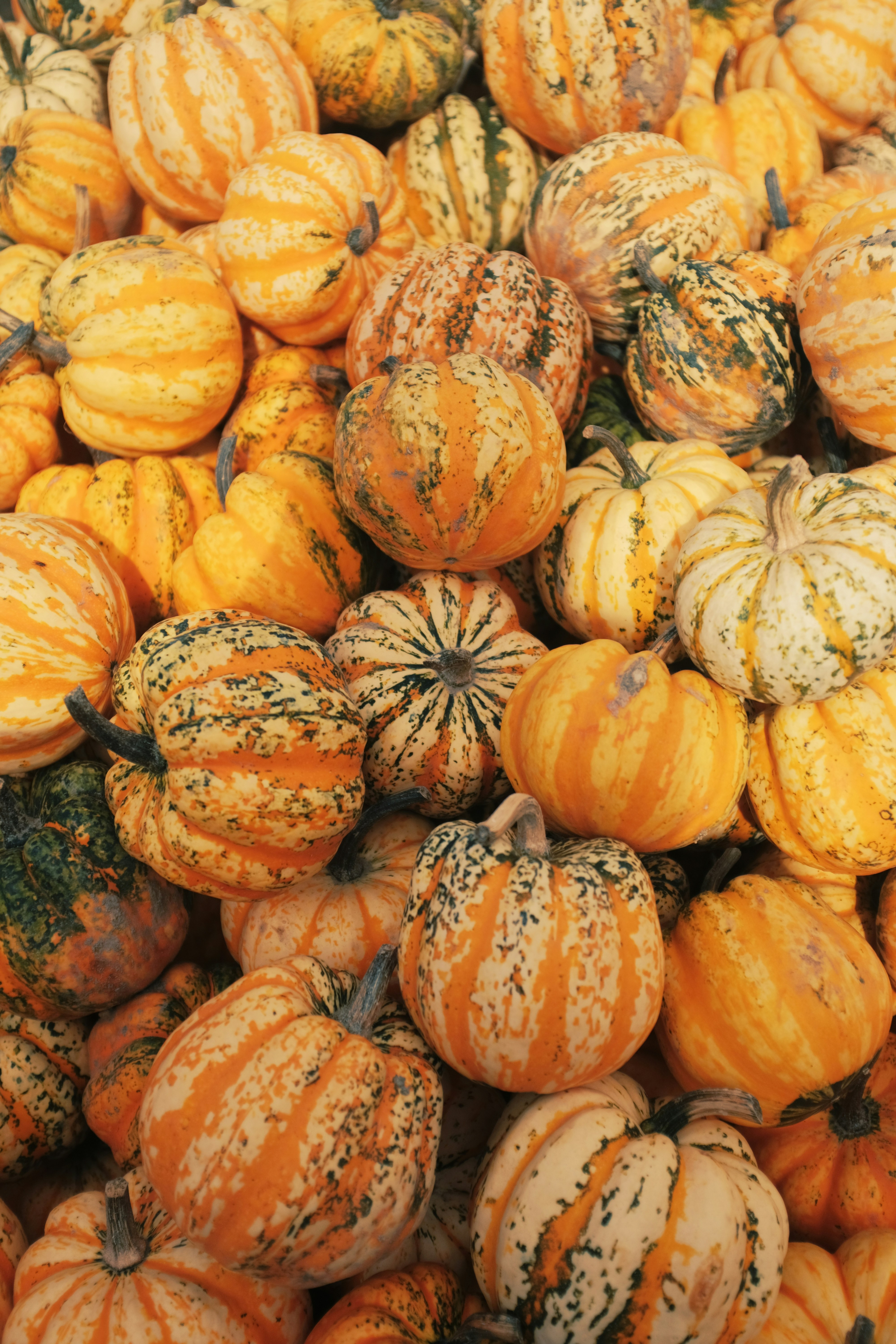 A pile of colorful ornamental gourds in autumn.