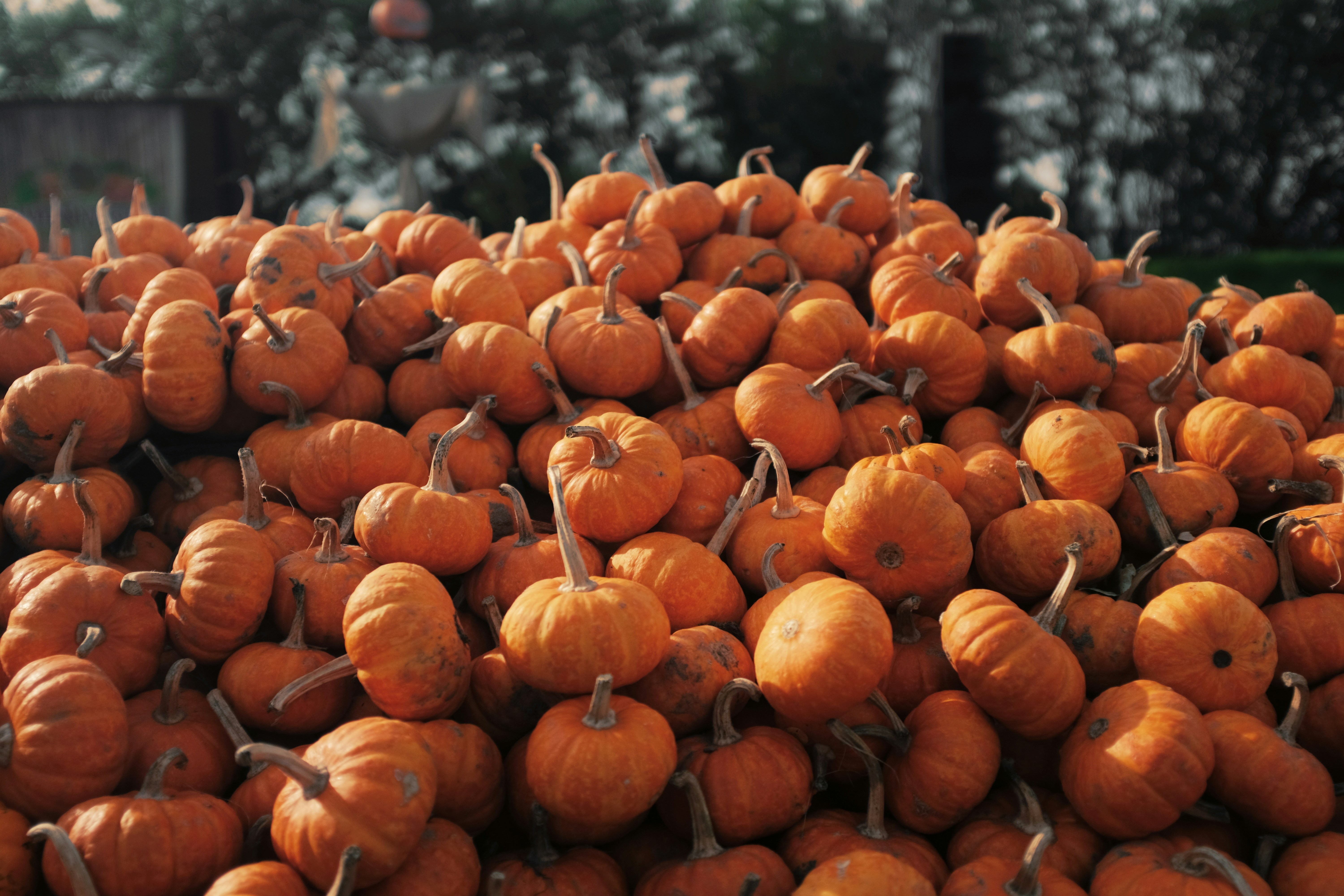 A large pile of small orange pumpkins.