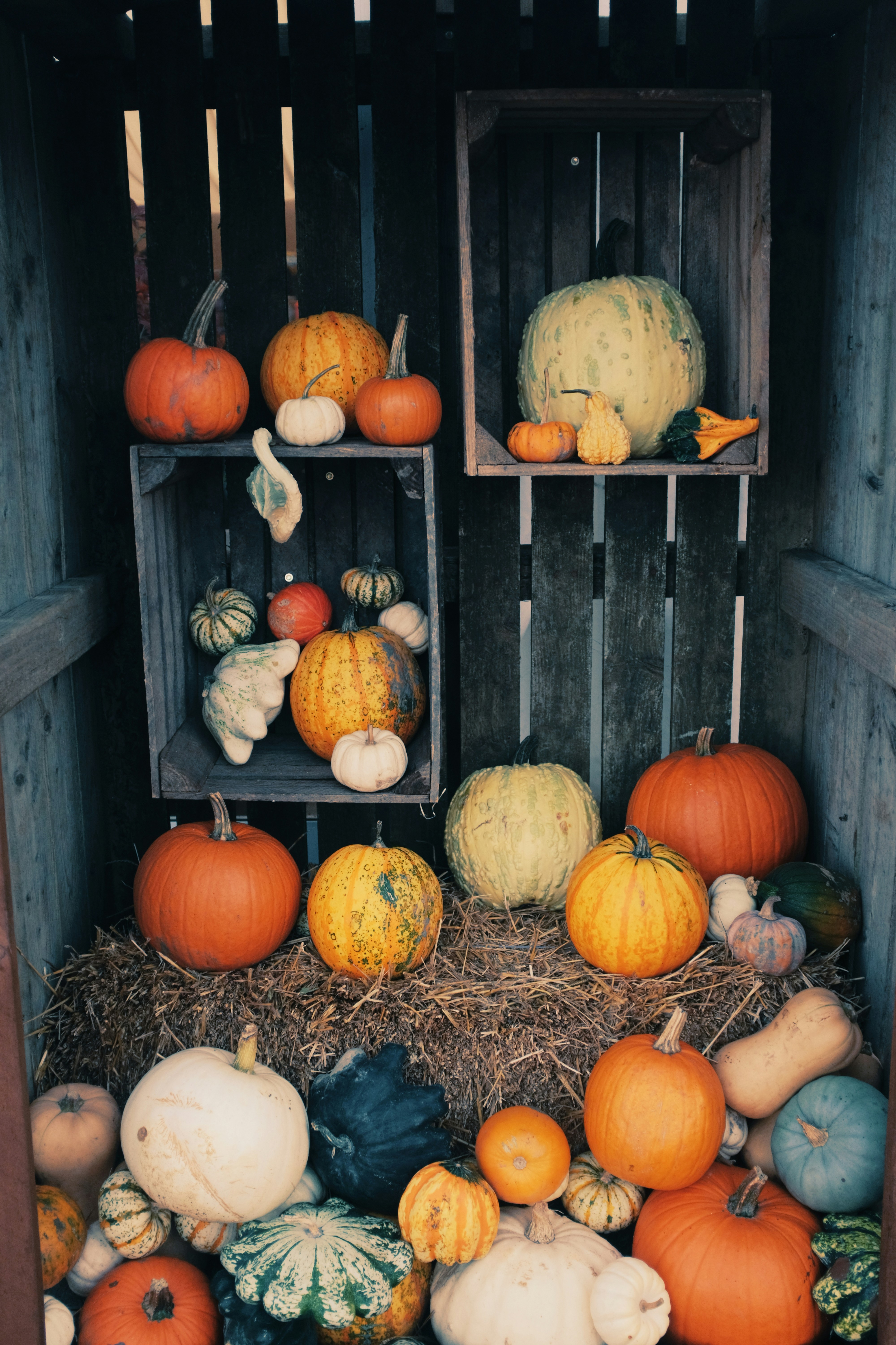 Assortment of pumpkins and gourds displayed in wooden crates.