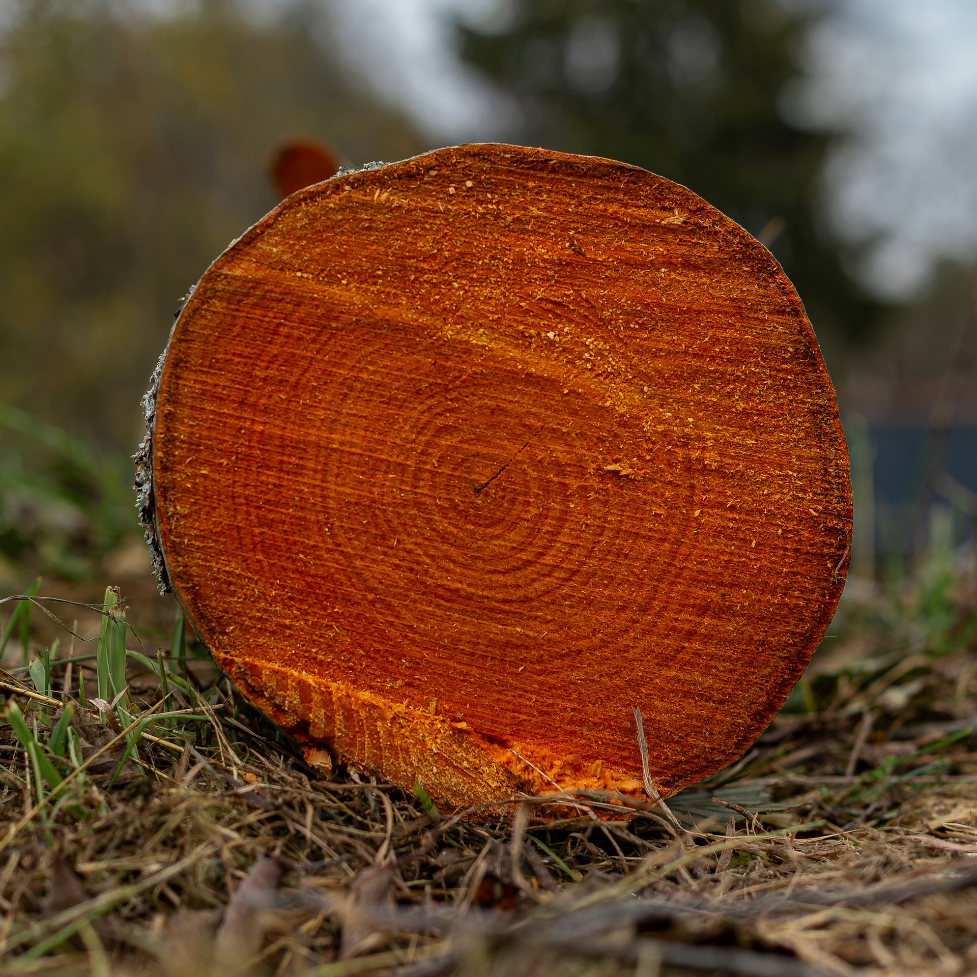 Cross-section of a tree trunk on the ground