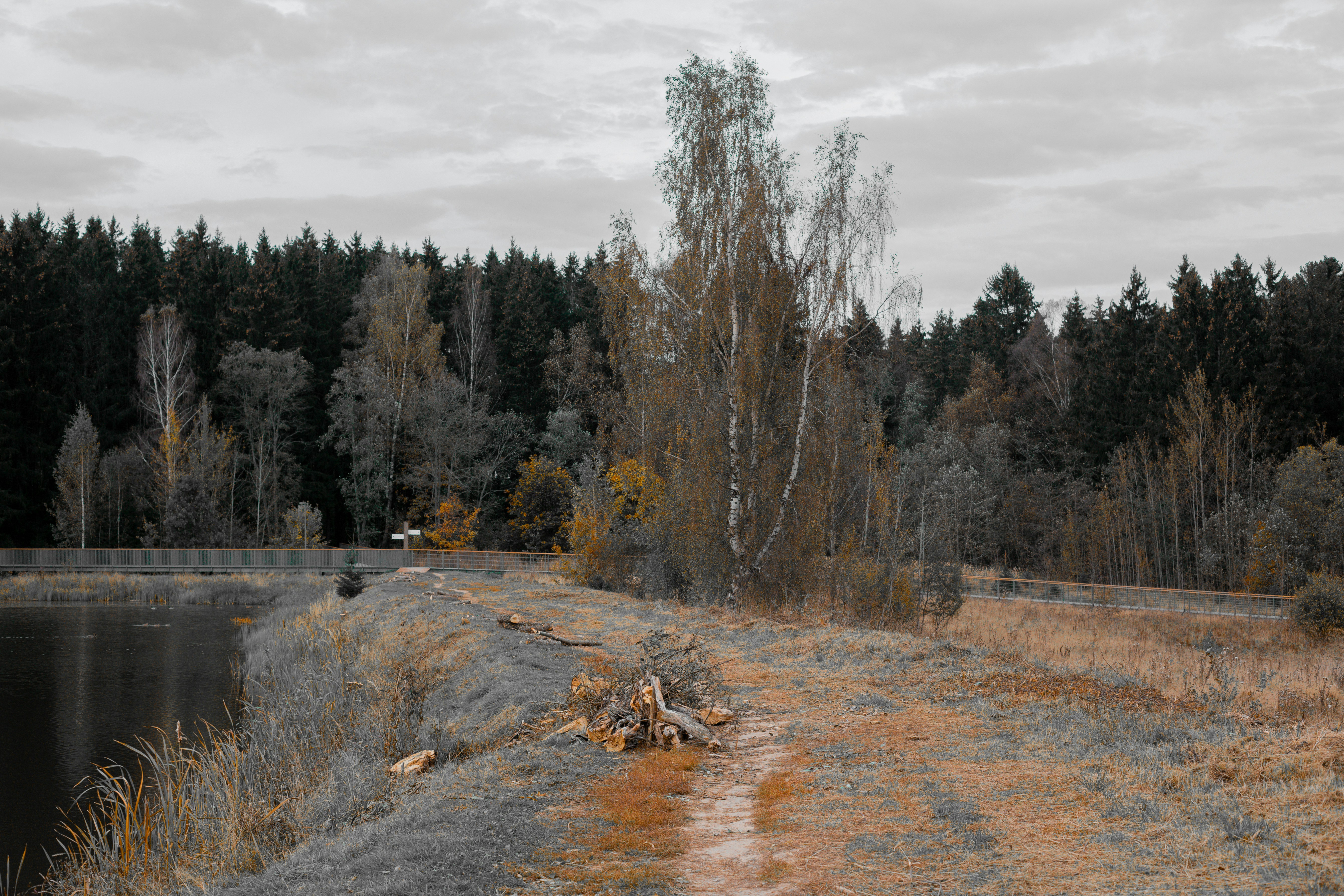 A forest landscape with a small lake and path.