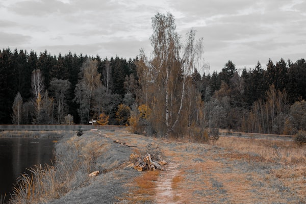 Waldlandschaft mit kleinem See