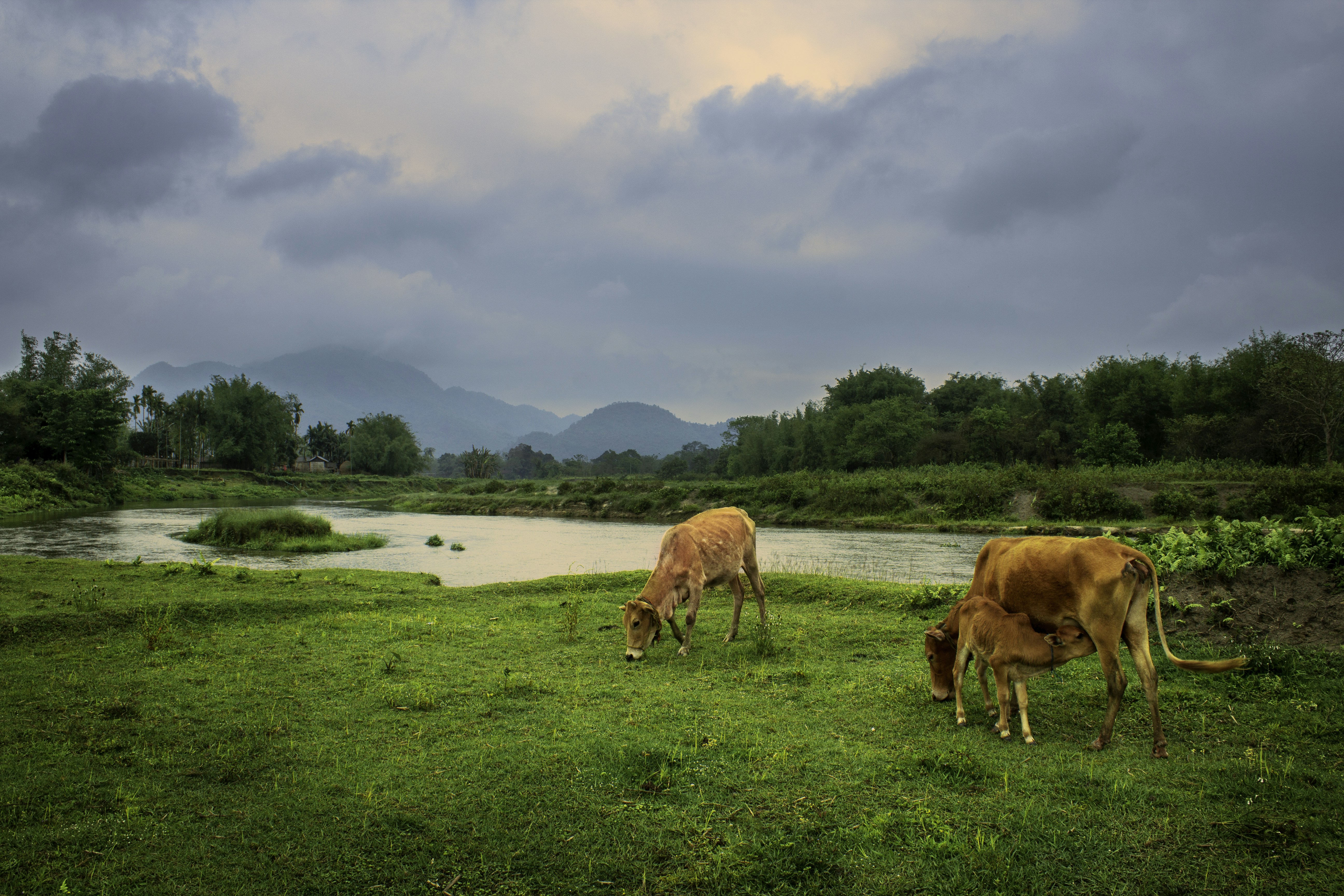Cows grazing in a lush green field by a river.