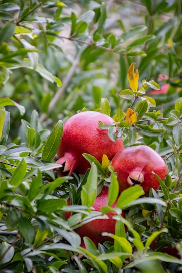 Ripe pomegranates growing on a leafy tree branch