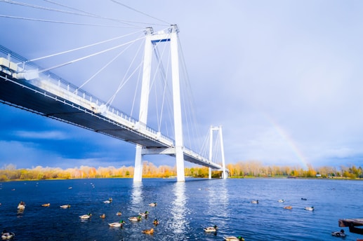 Modern cable-stayed bridge over blue water with ducks