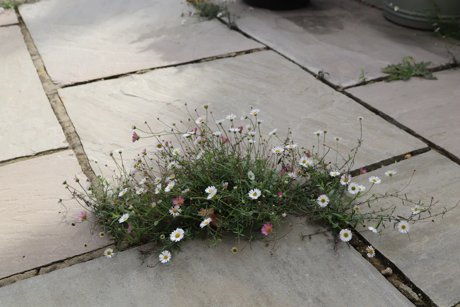 A stone-slabbed patio with bordering plants.