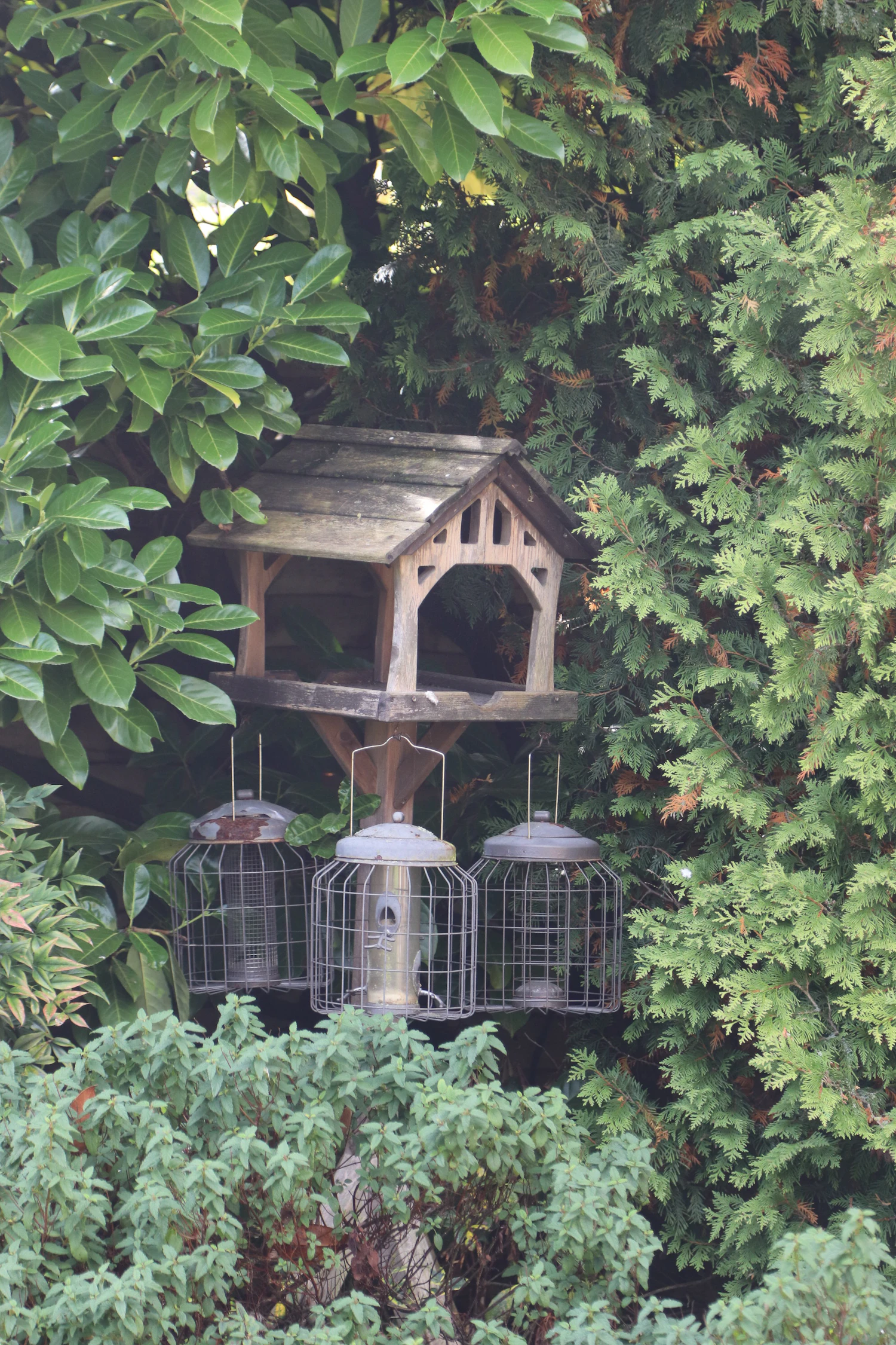 A roofed wooden bird table standing in a green hedge, with small hanging feeders beneath it