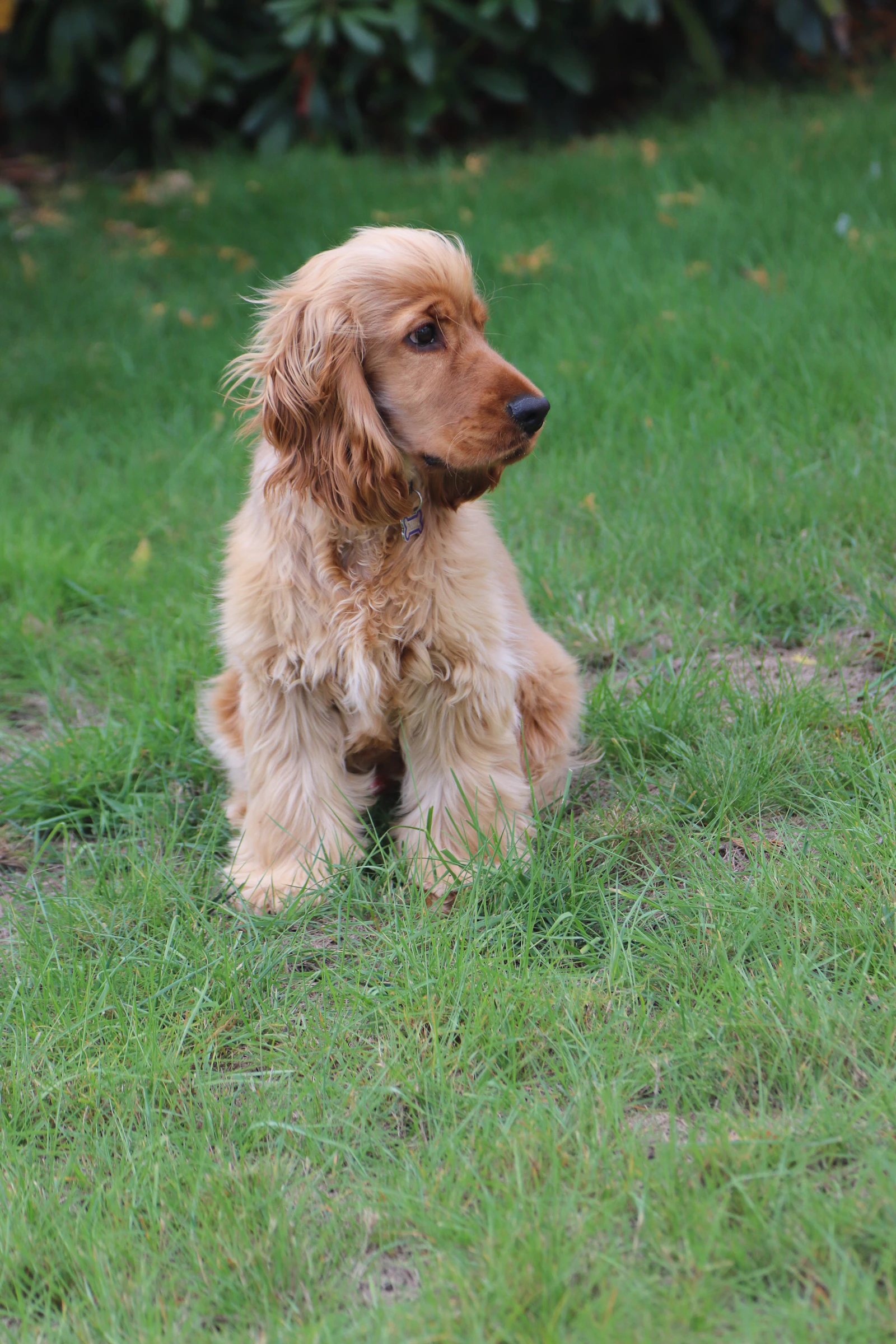 Young golden Cocker Spaniel sitting on green grass, photo by Tanya Barrow on Unsplash