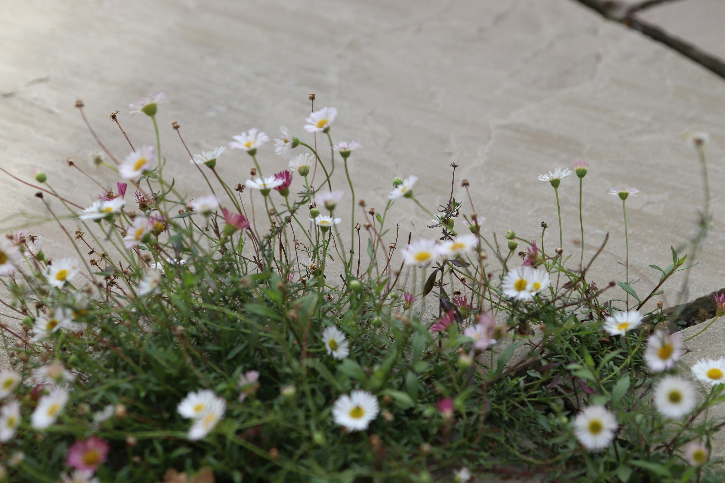 Photo by tanyabarrow