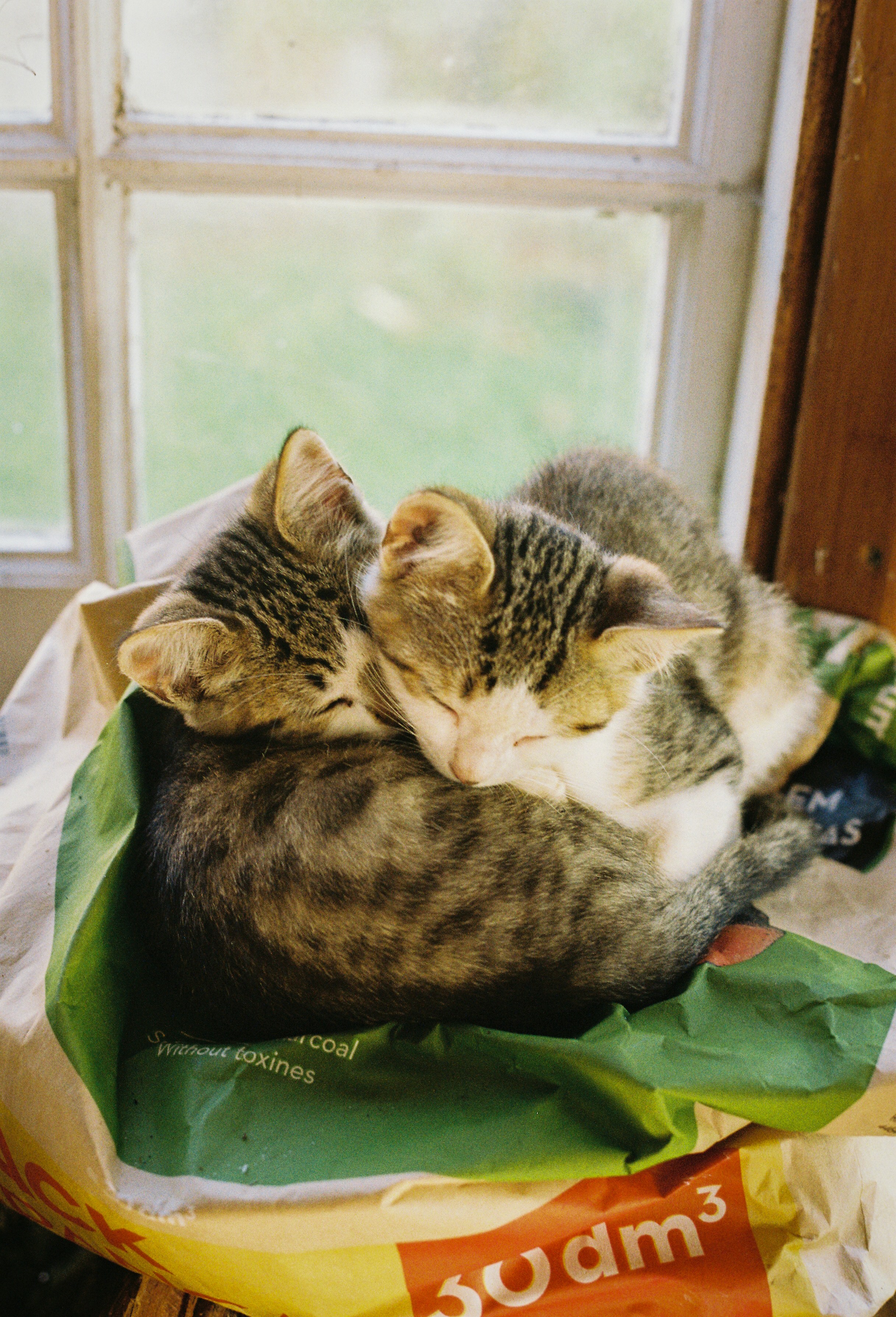 Two kittens sleeping curled up together.