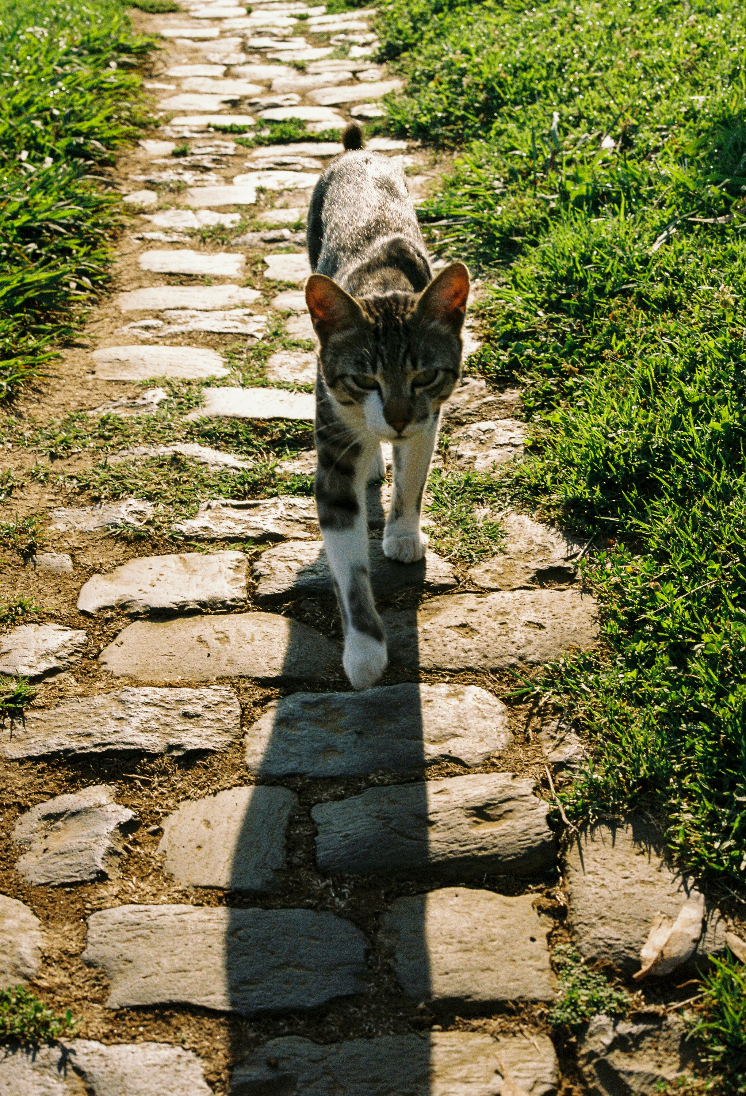 A tabby cat walks on a stone path.