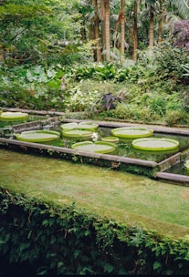 Large lily pads float in a tranquil garden pond.