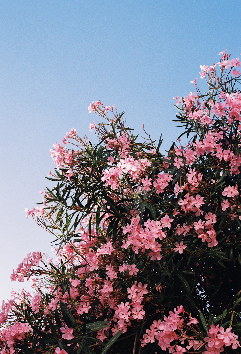 The image depicts a vibrant scene dominated by a large tree with pink flowers blooming on its branches against a clear blue sky. The tree is situated to the left side of the frame, and its numerous pink flowers are scattered across various parts of the tree's canopy, creating a beautiful contrast against the azure backdrop.

The perspective of the image is from below, looking up at the tree, which enhances the sense of scale and grandeur of the floral display. The bright colors of the flowers stand out prominently against the blue sky, making it an eye-catching and captivating scene.