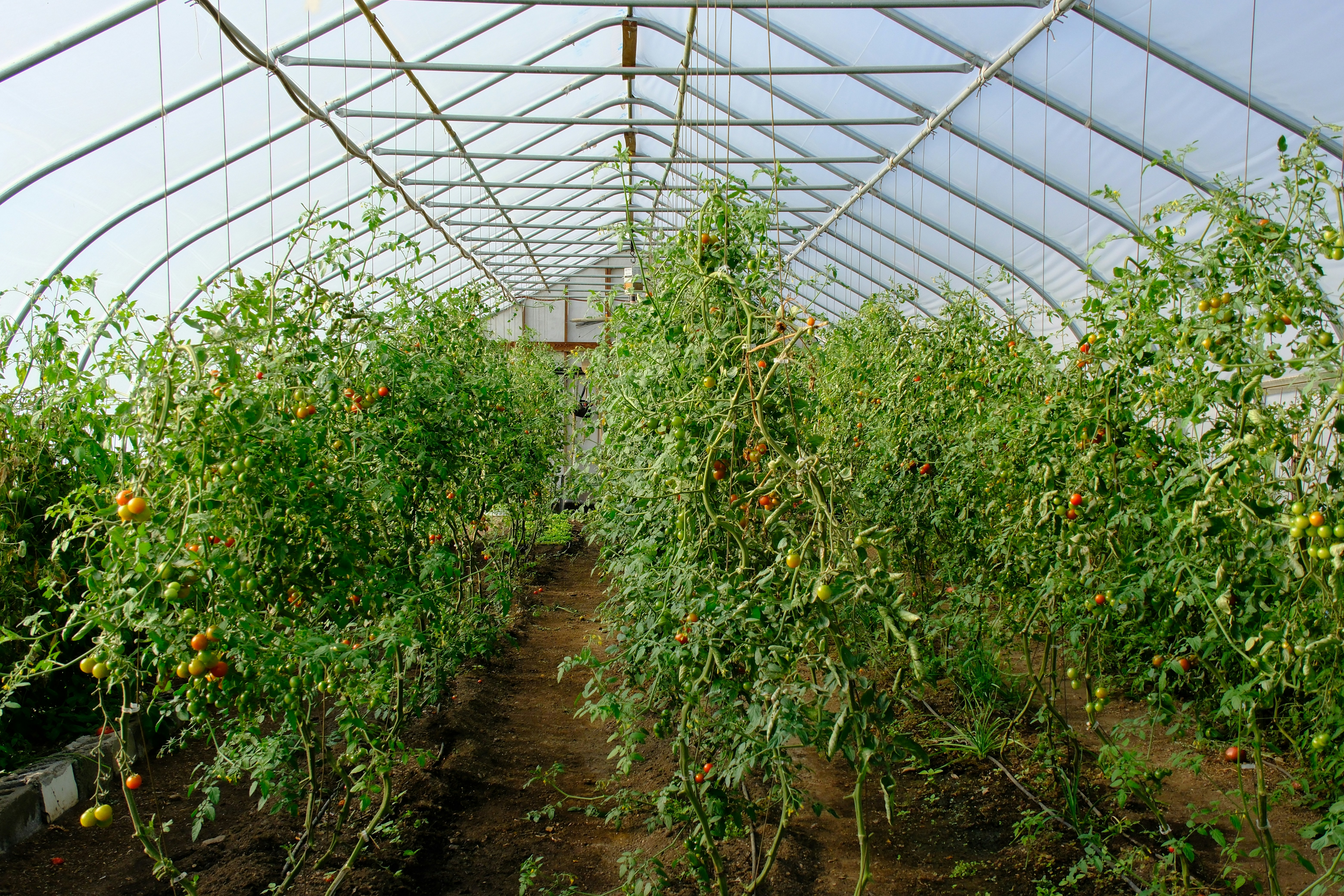 Tomato plants in greenhouse