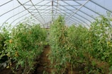 Rows of tomato plants growing inside a greenhouse.