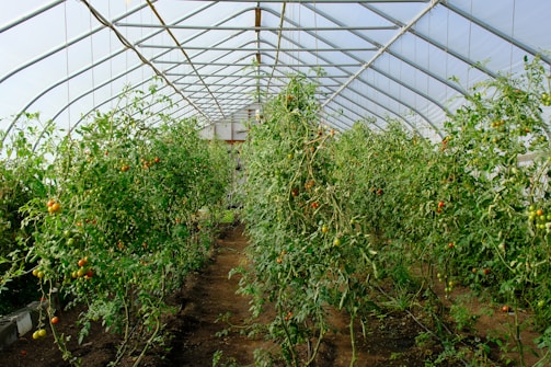 Rows of tomato plants growing inside a greenhouse.