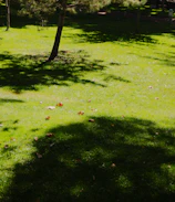 Green grass with tree shadows and fallen leaves