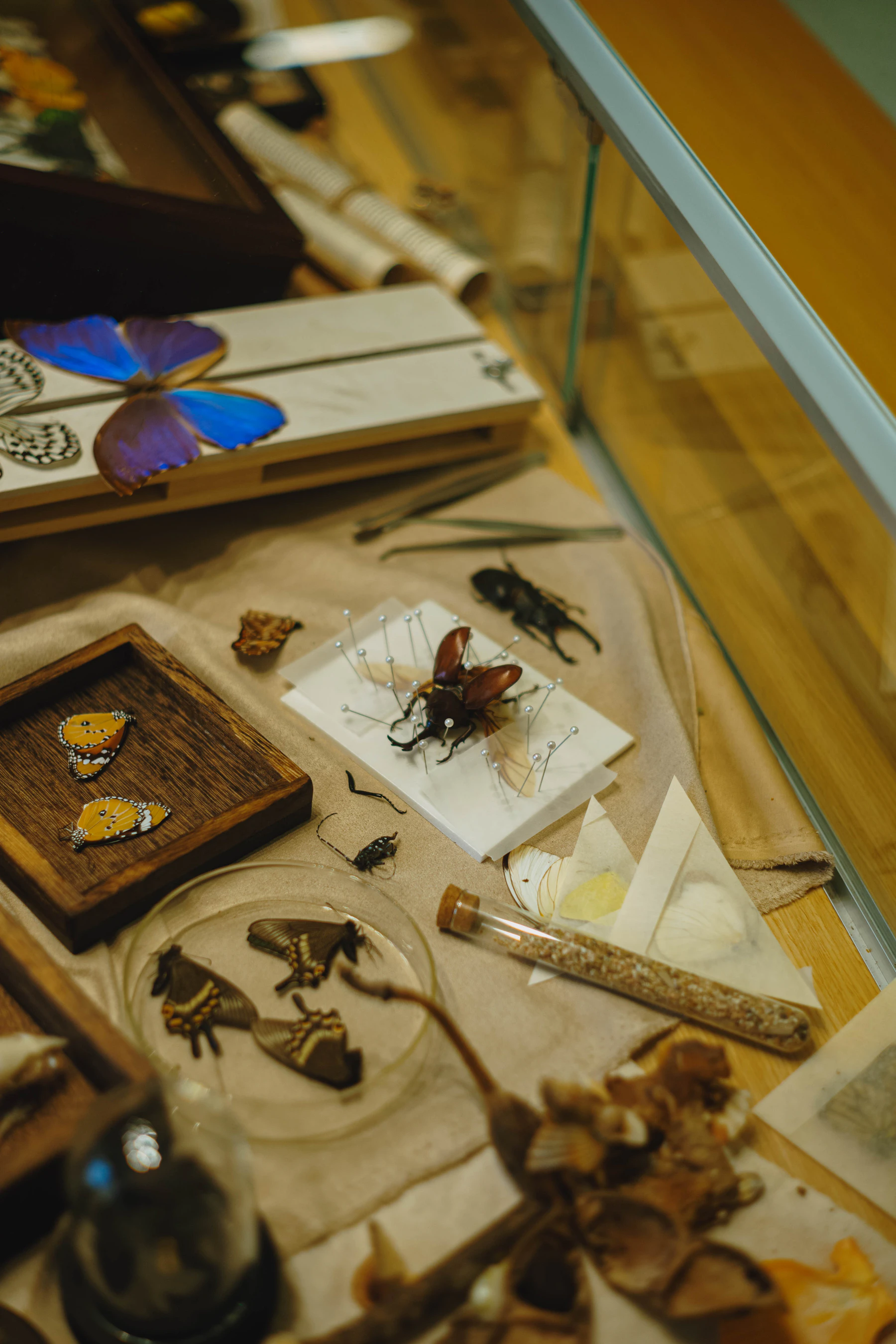 A work table with a stag beetle held in place by pins on a foam block, a spreading board holding a blue butterfly, forceps and folded paper triangles