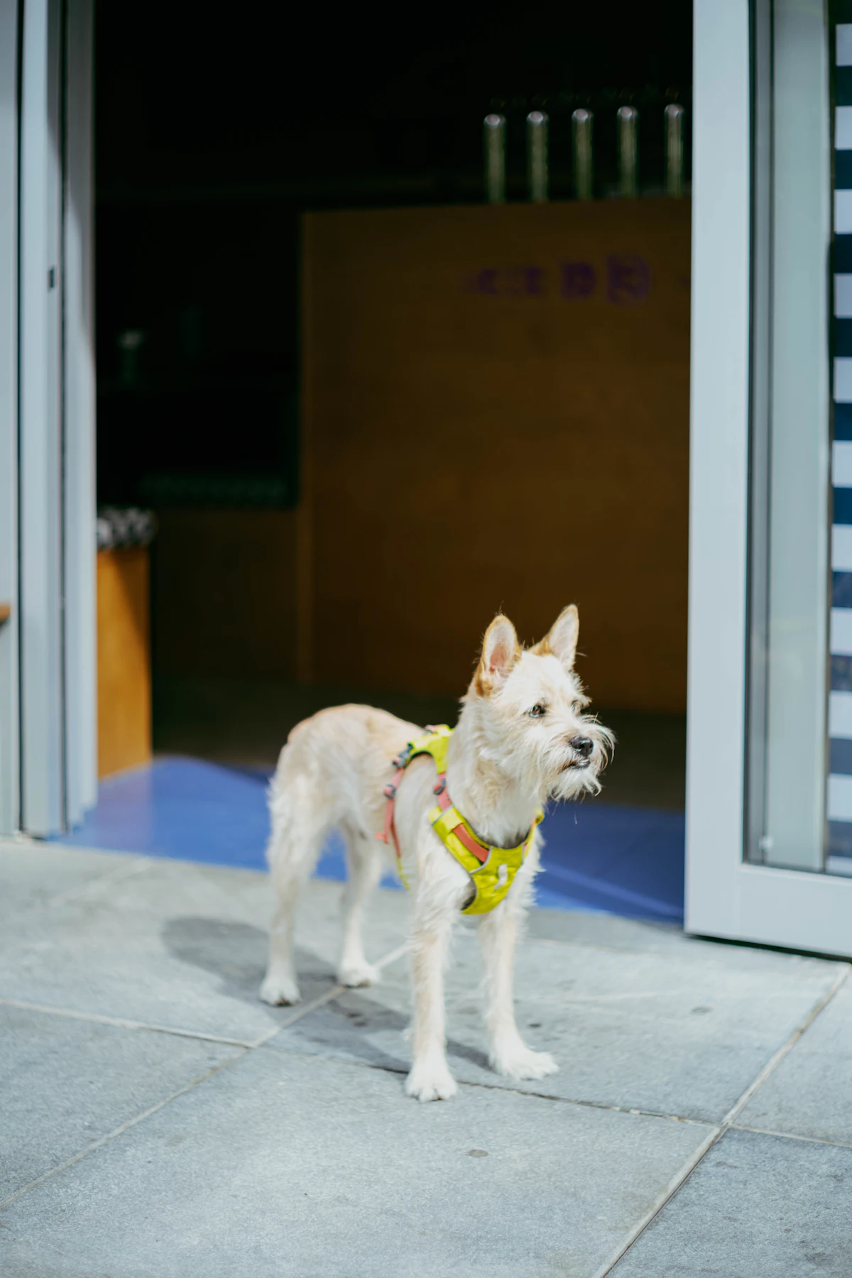 Small dog wearing an adjustable harness