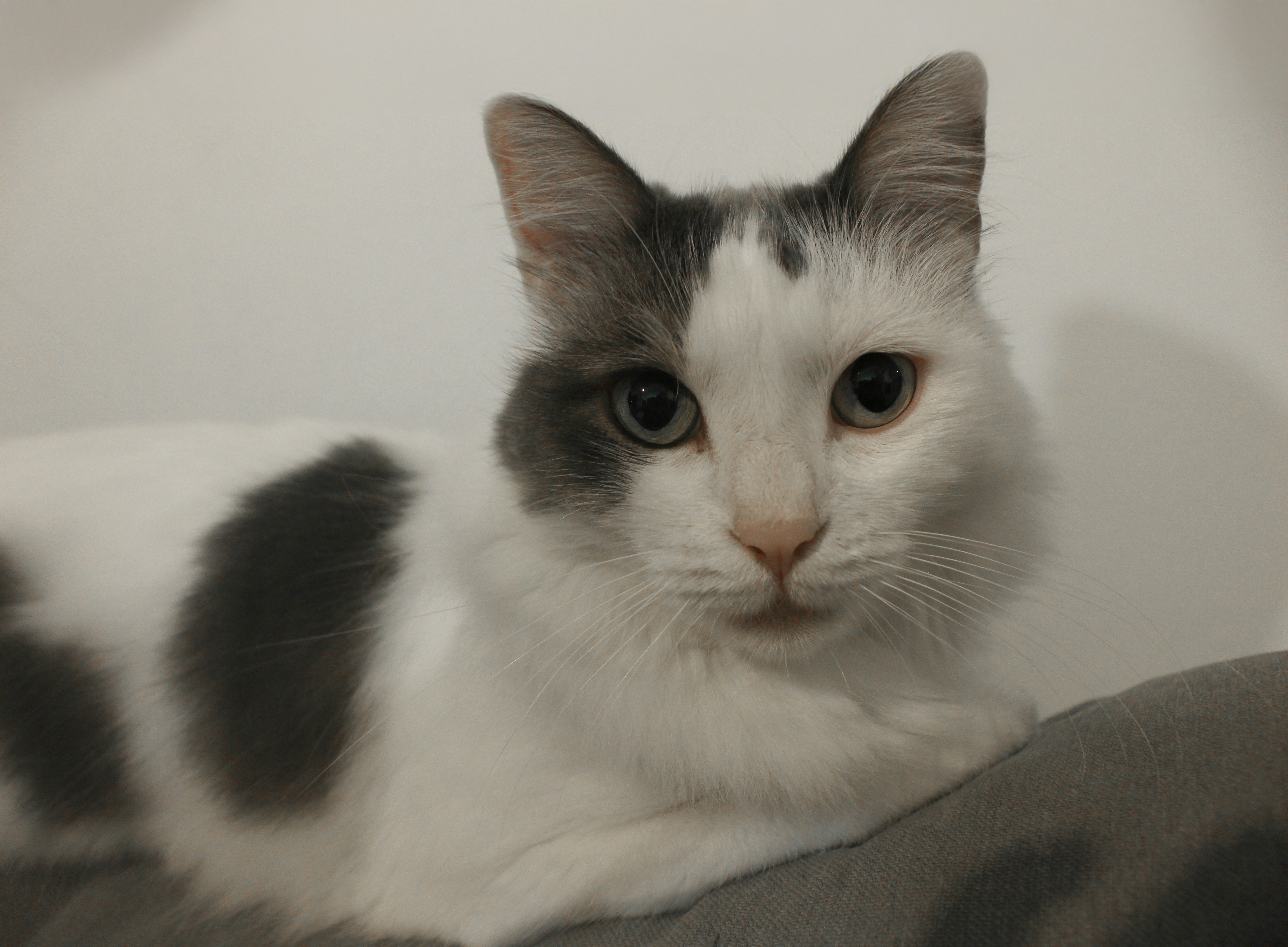A white cat with gray patches rests on a couch.