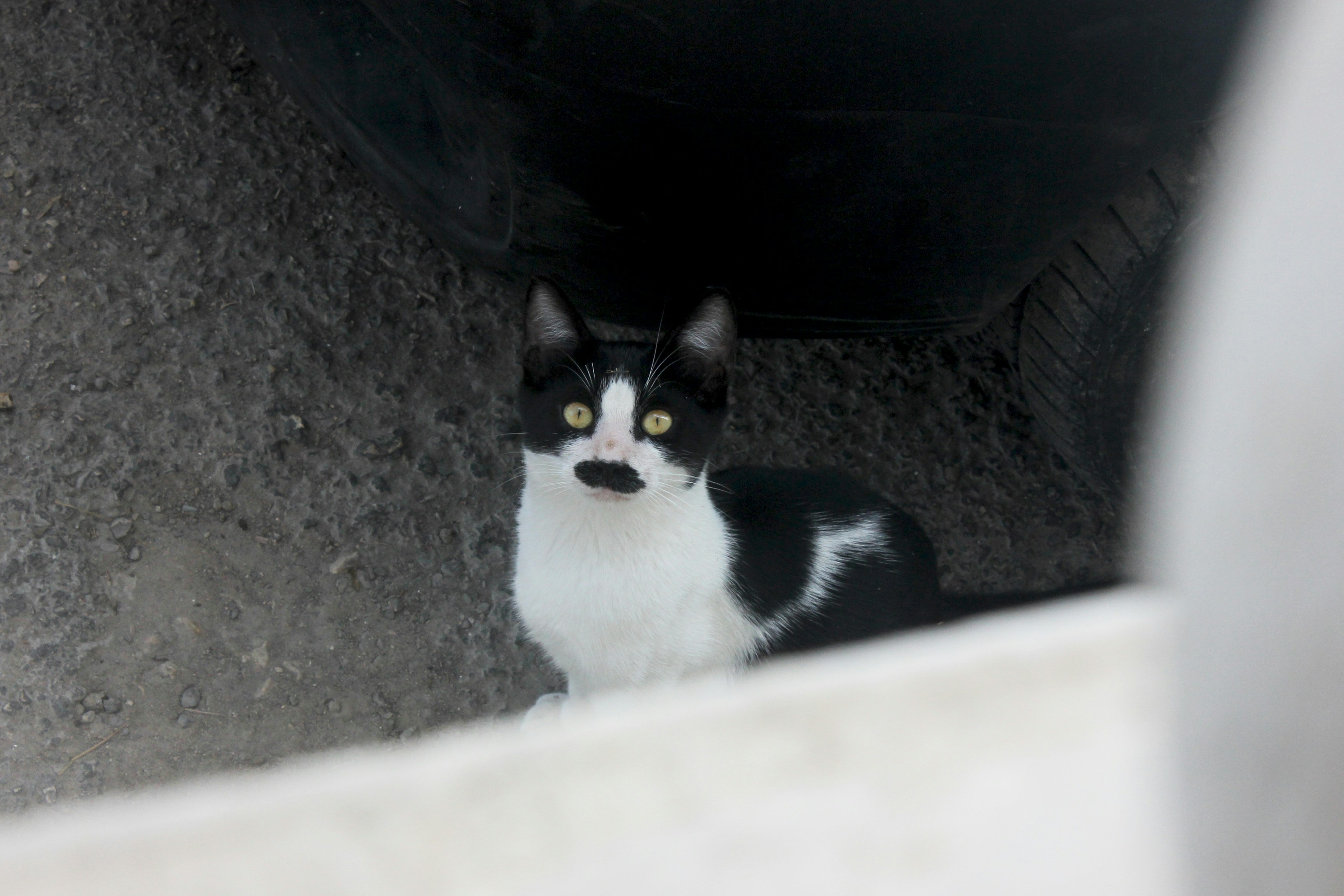 A black and white cat with yellow eyes sits.