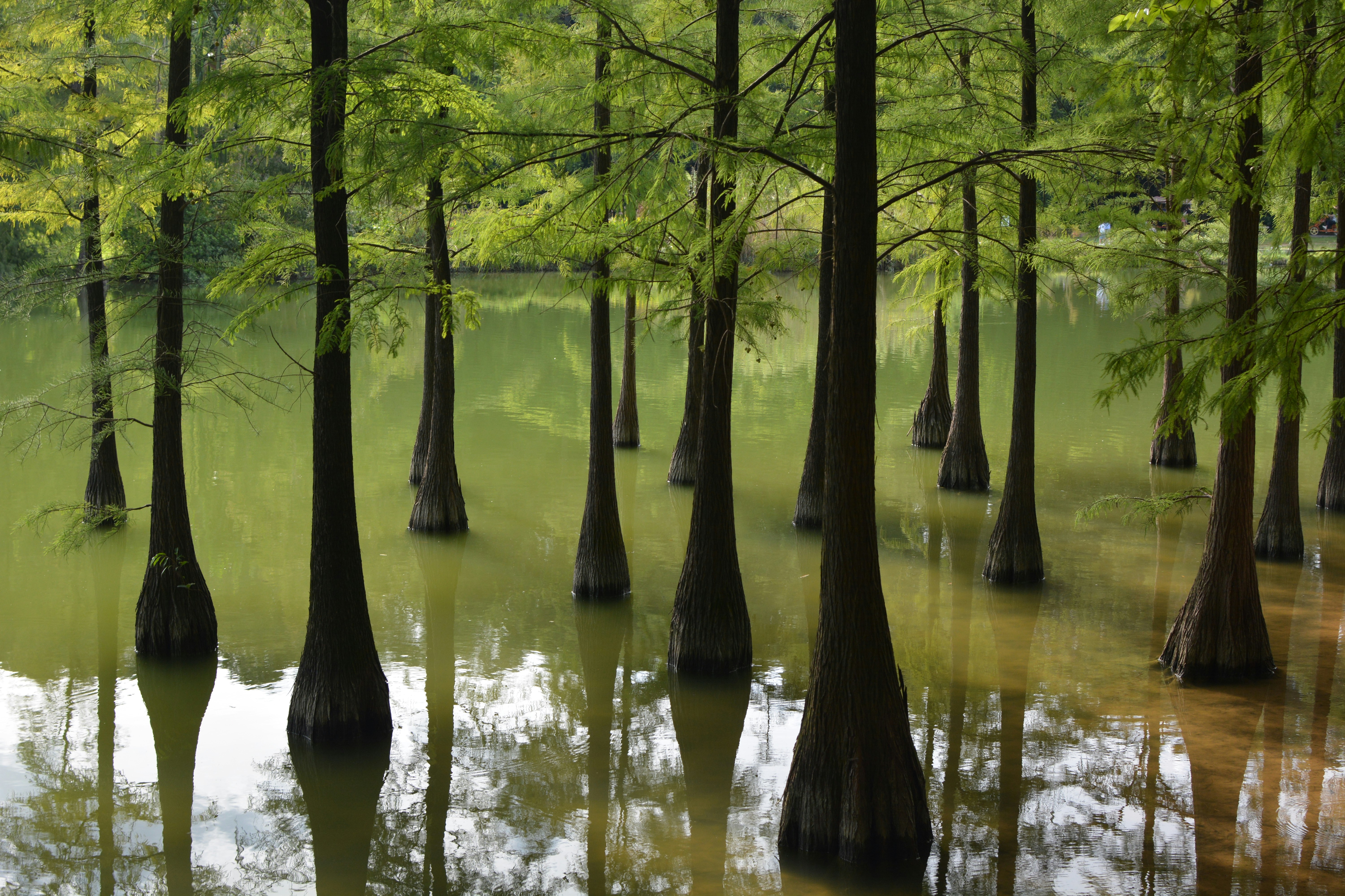 Cyprès chauves poussant dans l’eau calme