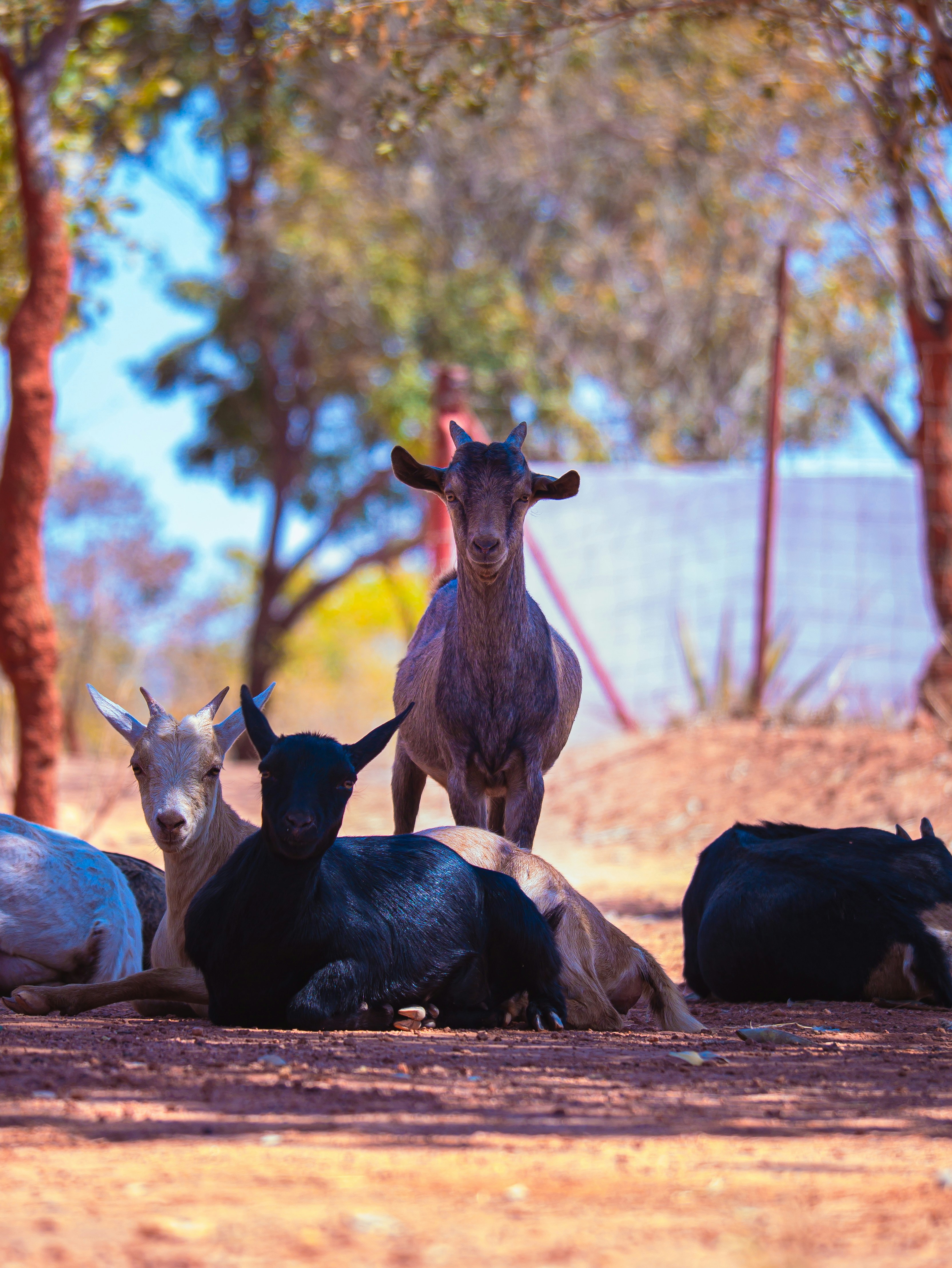 Several goats resting in a sunny, wooded area.