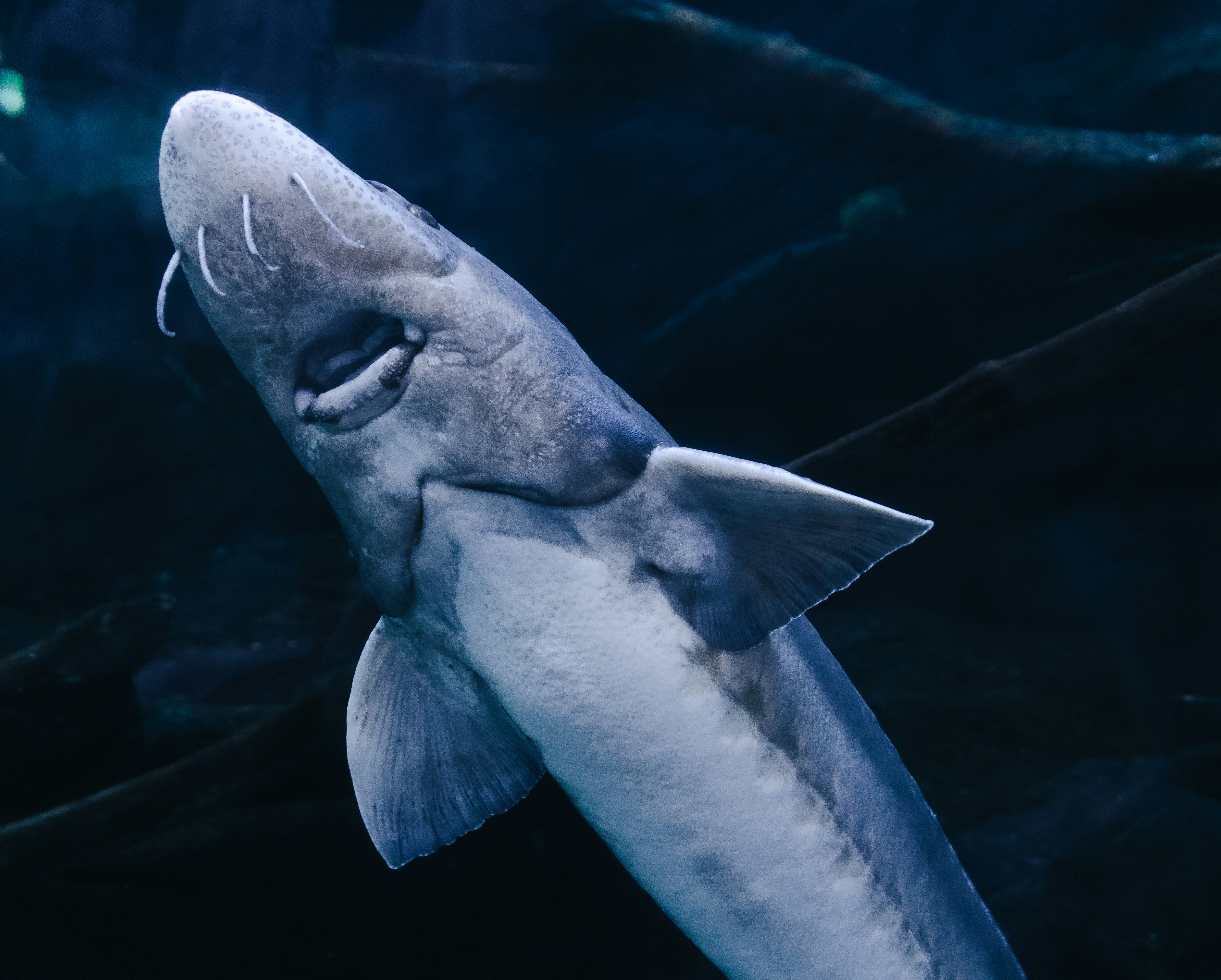 A large sturgeon swims in dark water.