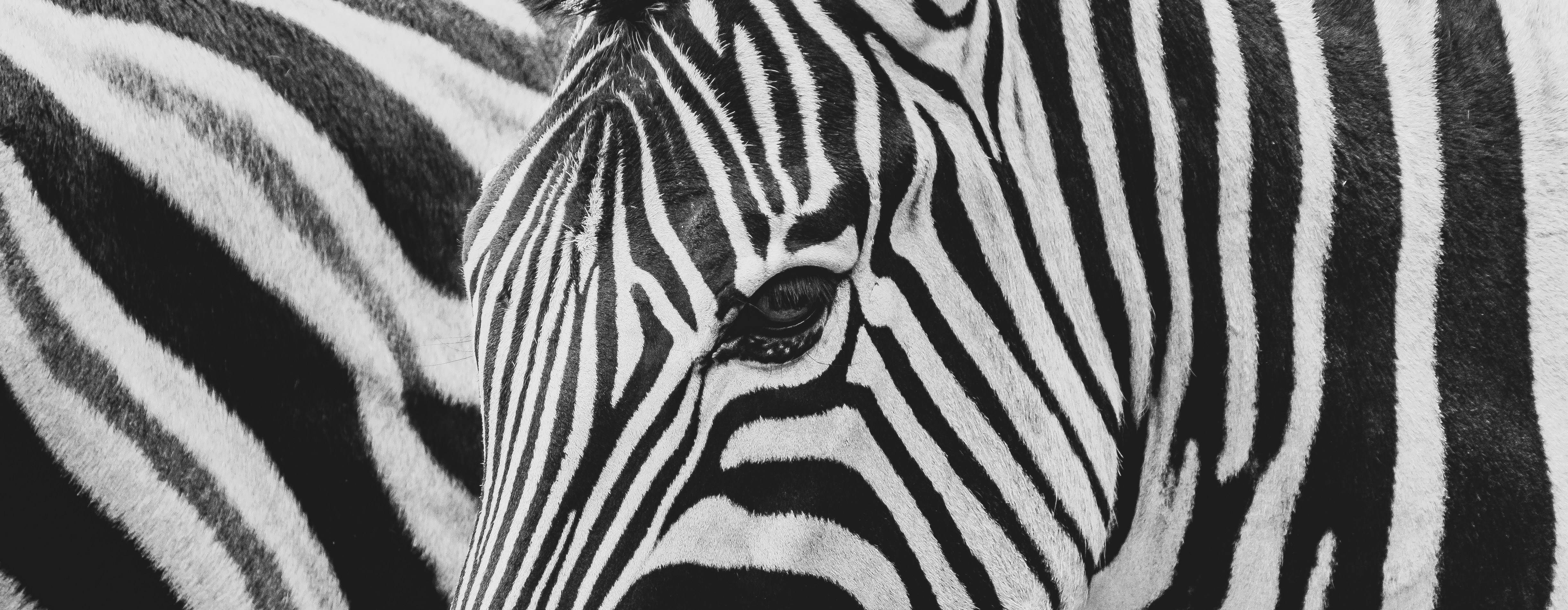 close-up, de, dois, zebras, com, preto, e, branco, stripes.