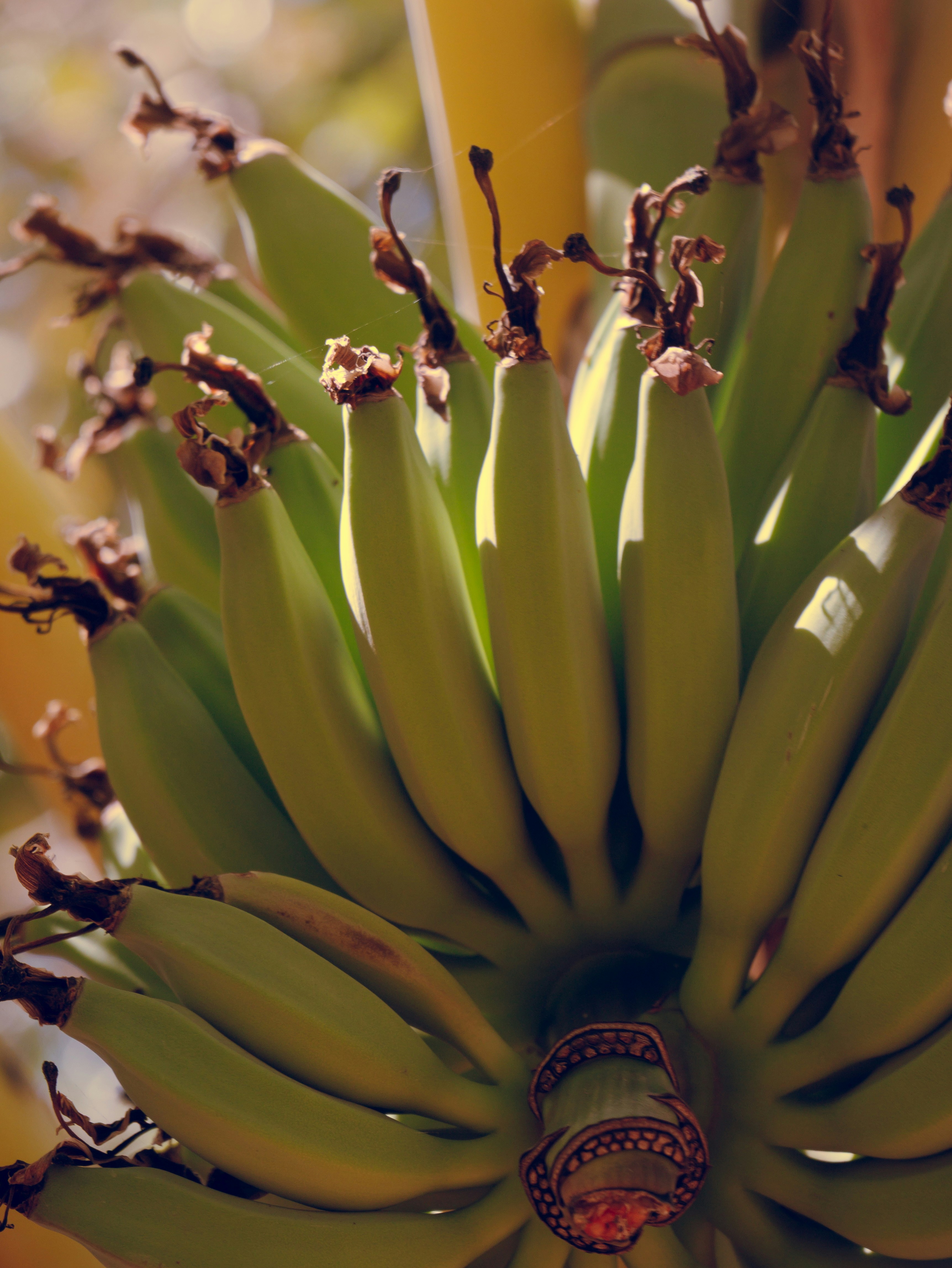 A bunch of unripe green bananas on a tree.