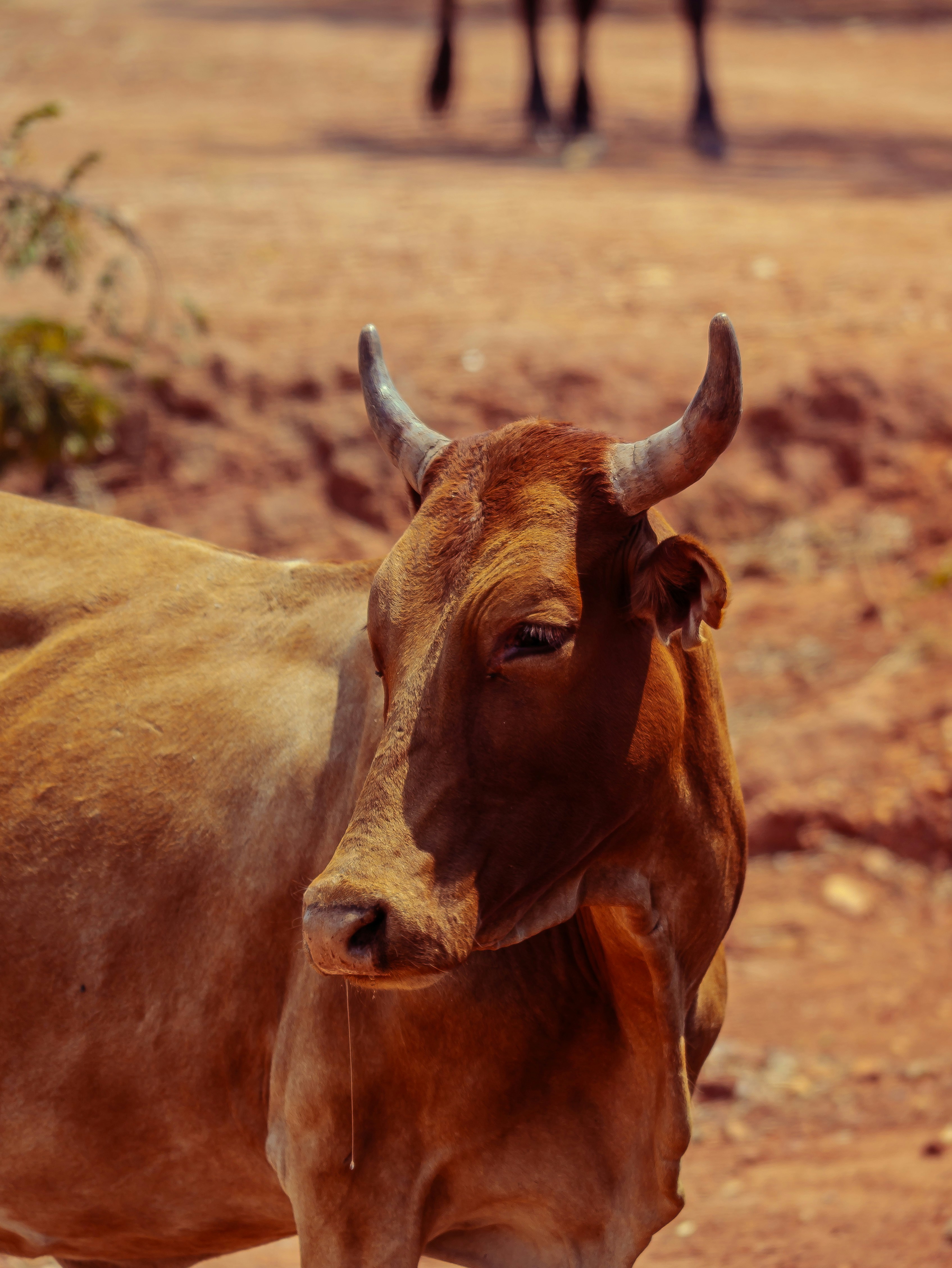 A brown cow with horns standing outdoors
