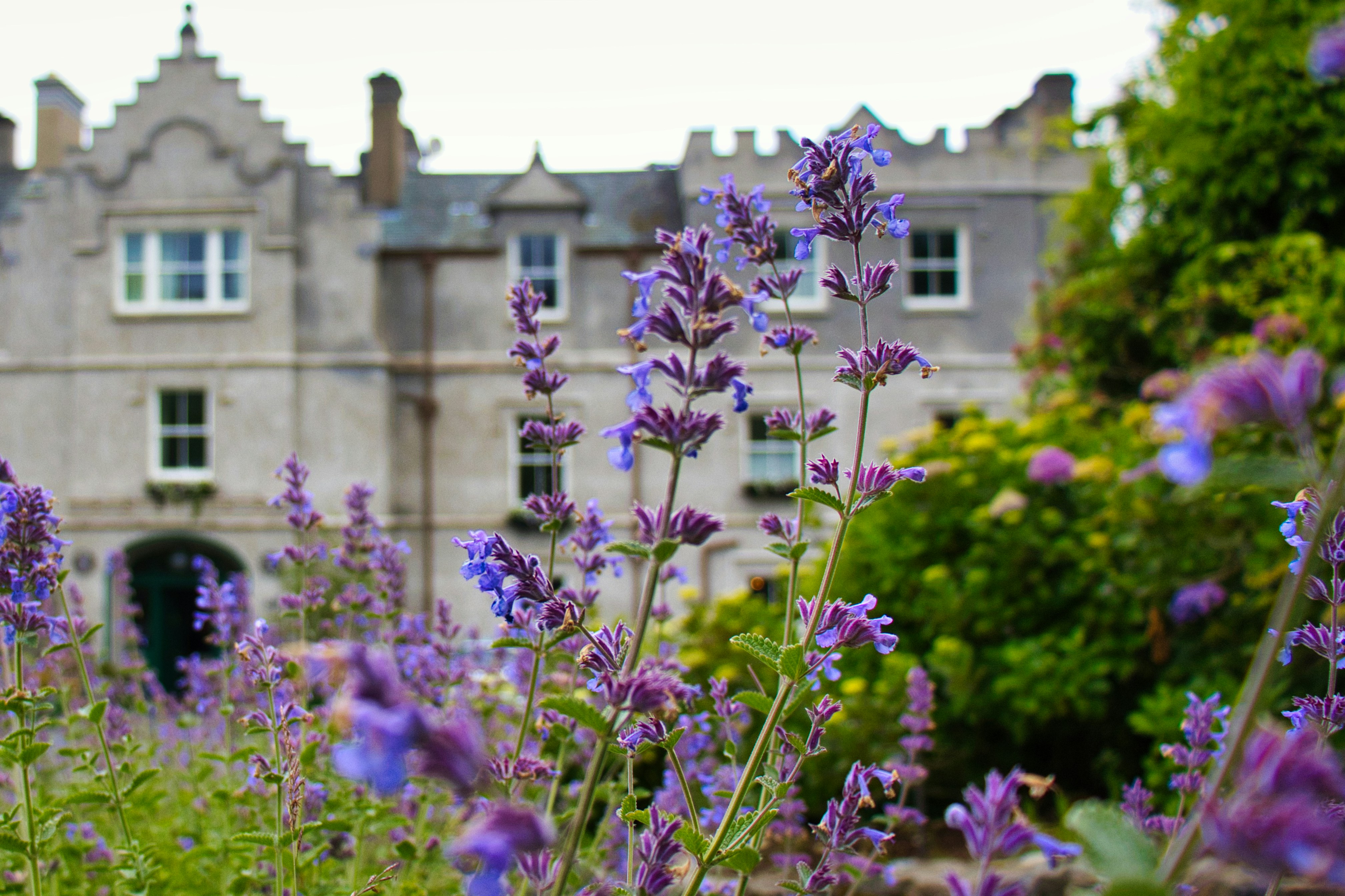 Purple luxury flowers