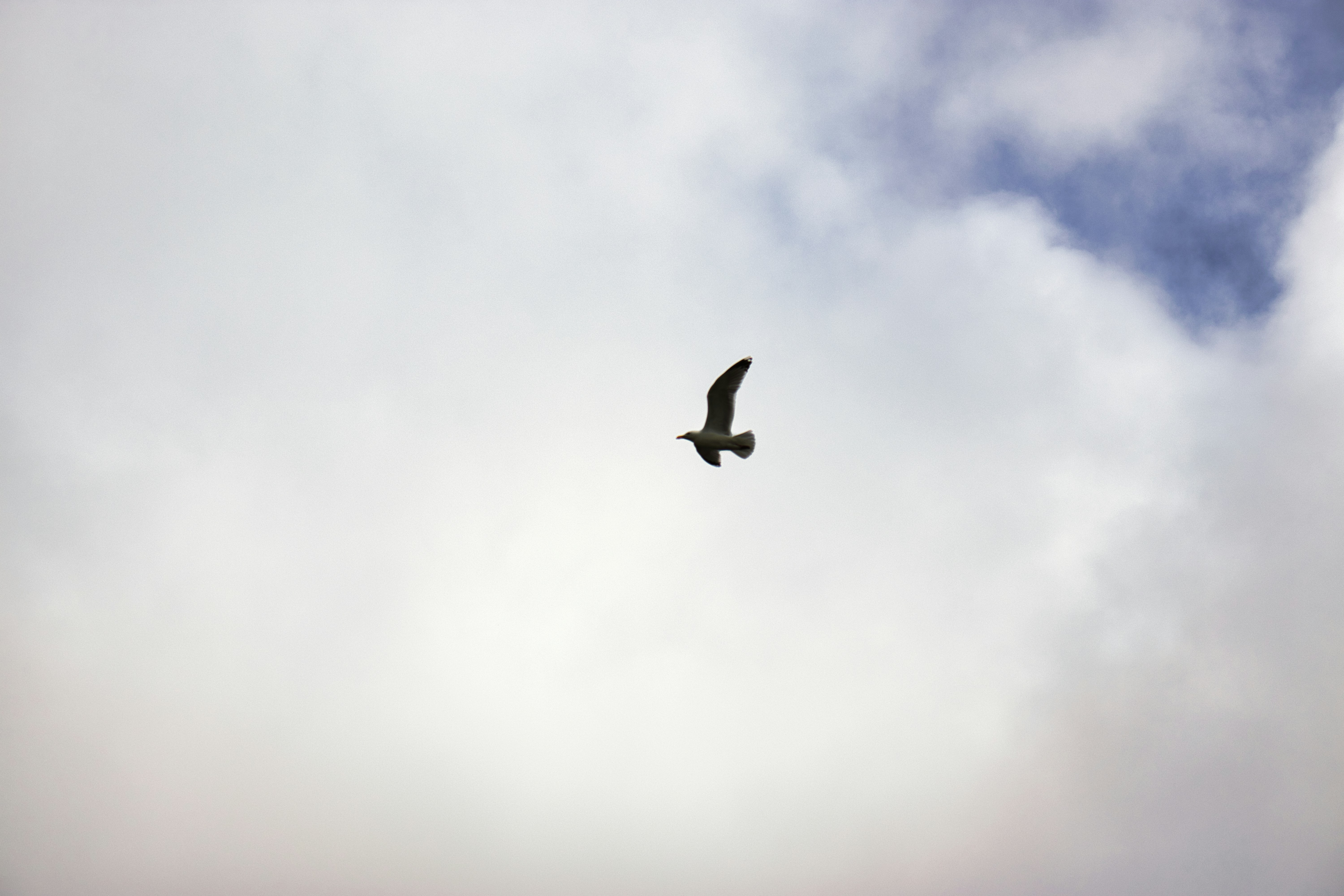 Photo by paws_and_prints