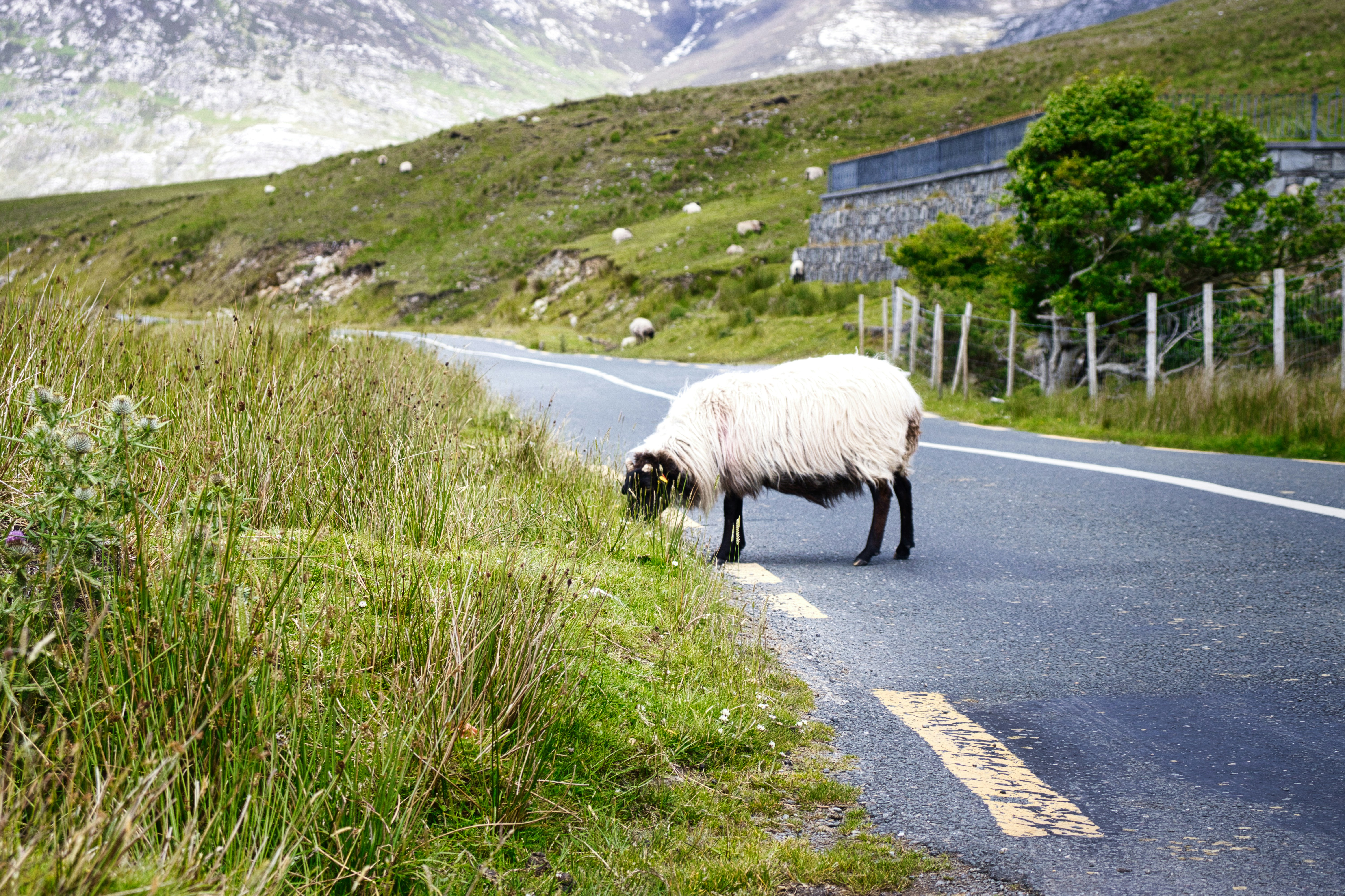 Sheep grazing on the side of a rural road. 풍경 사진